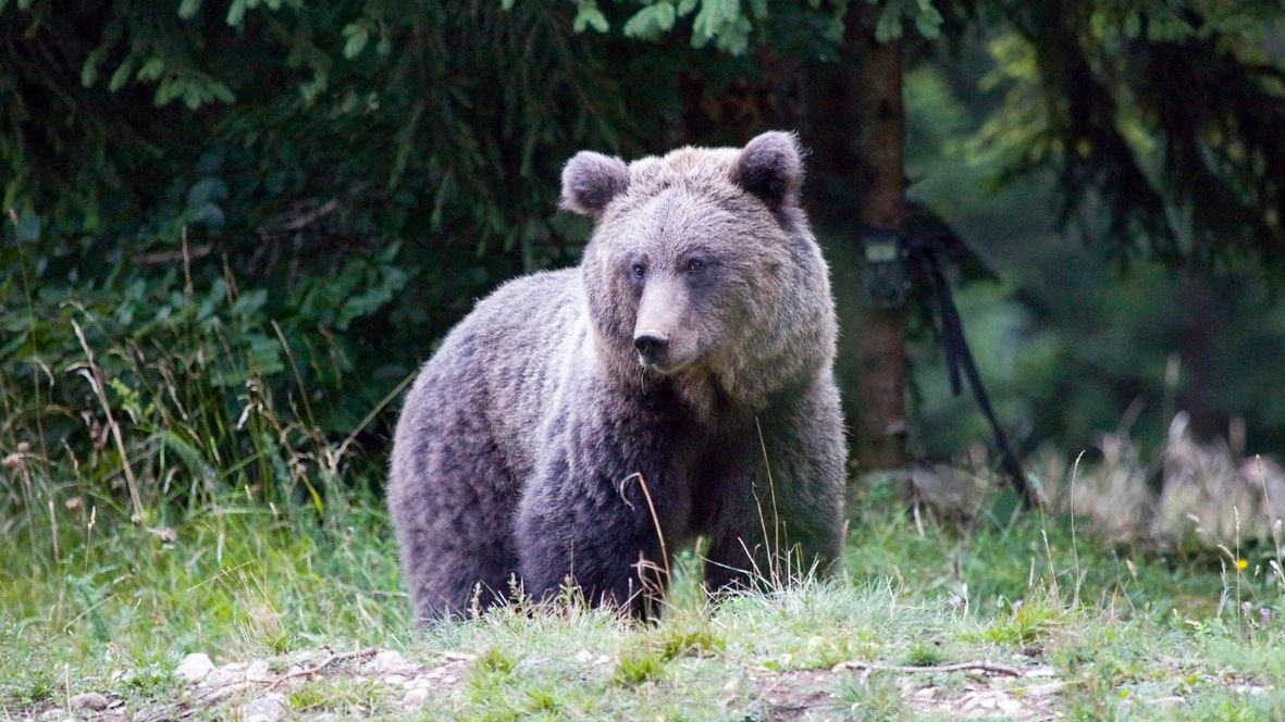 Heute.at - Bär tötet in Tirol 2 Esel – Land hat dringenden Appell