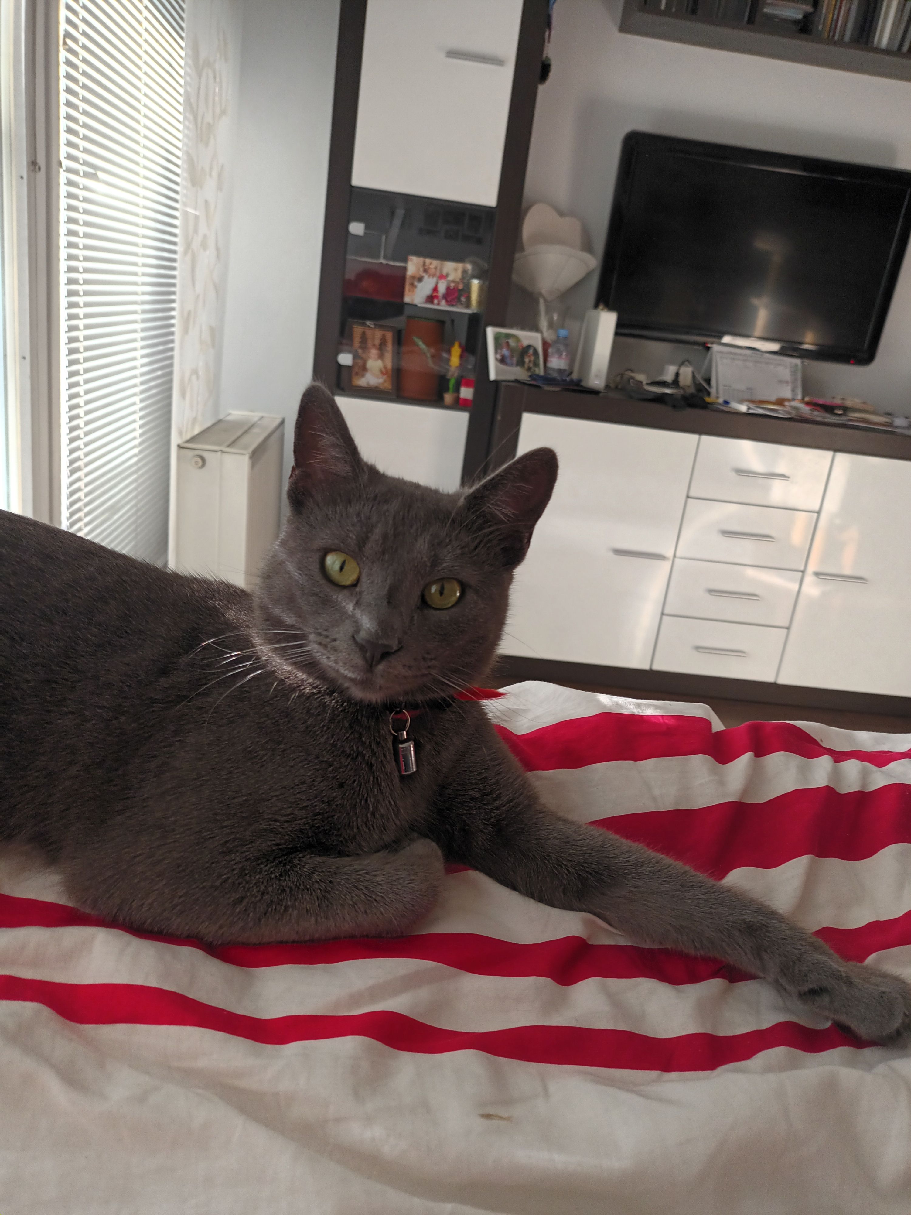 Der Kater ist verschmust, aber auch ängstlich.