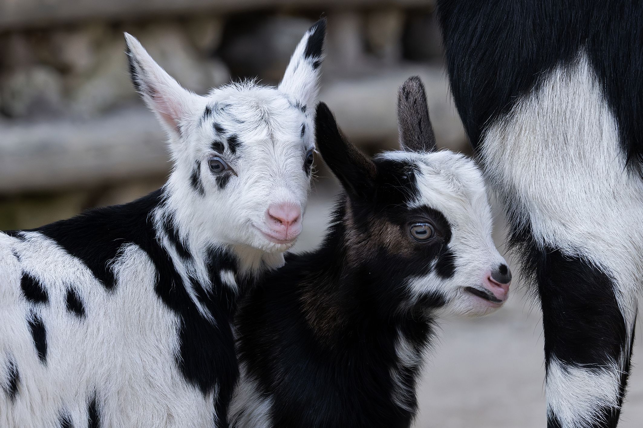 Maul- und Klauenseuche betrifft ausschließlich Paarhufer wie Schweine, Ziegen und Rinder – aber auch Wildtiere wie Giraffen könnten sich anstecken.