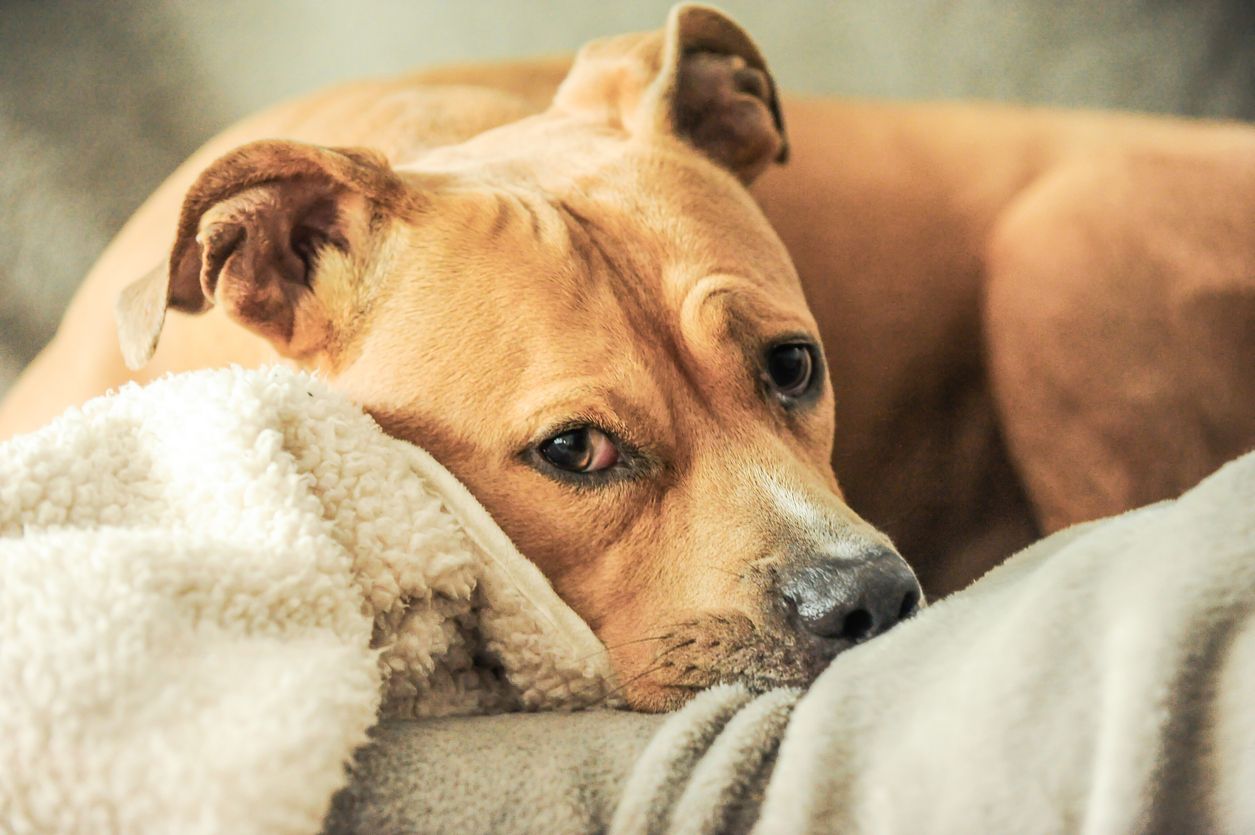 Der Pitbull sprang auf die Waffe, die Bett lag. (Symbolbild)