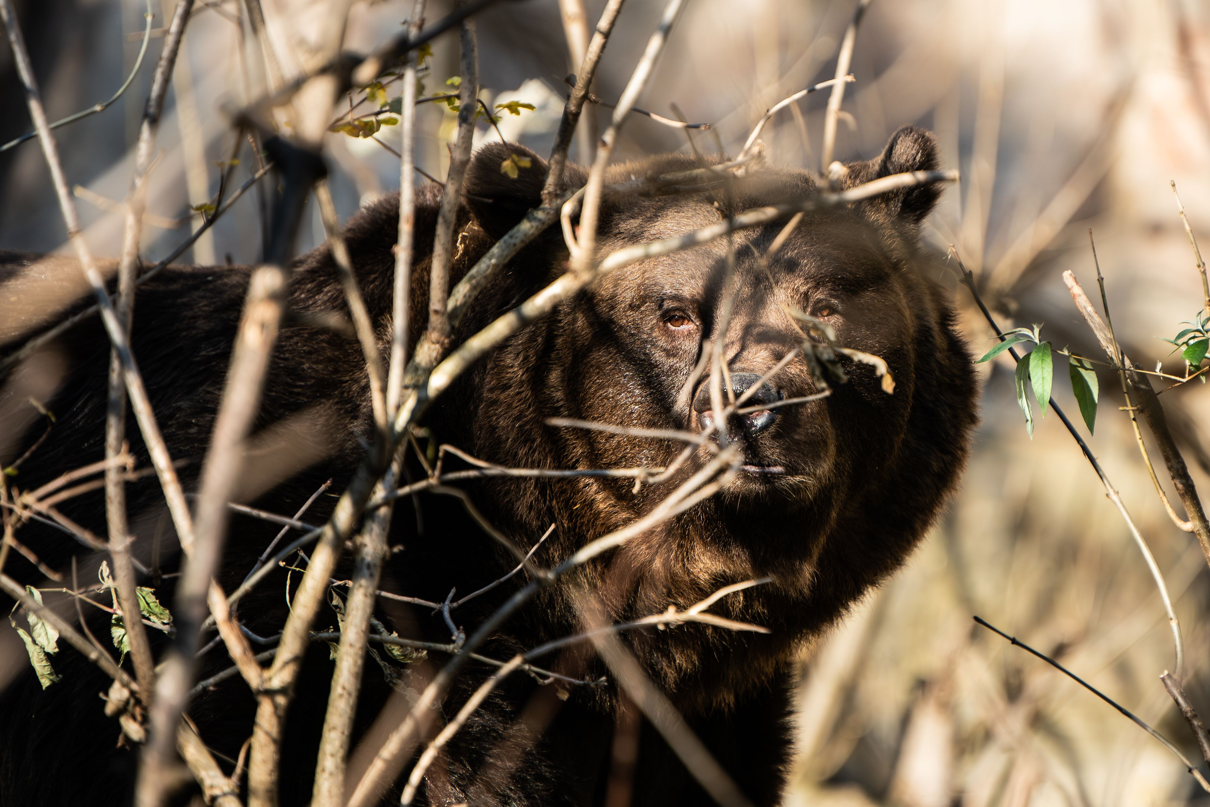 Der europäische Braunbär wurde in Österreich gleich zweimal ausgerottet.