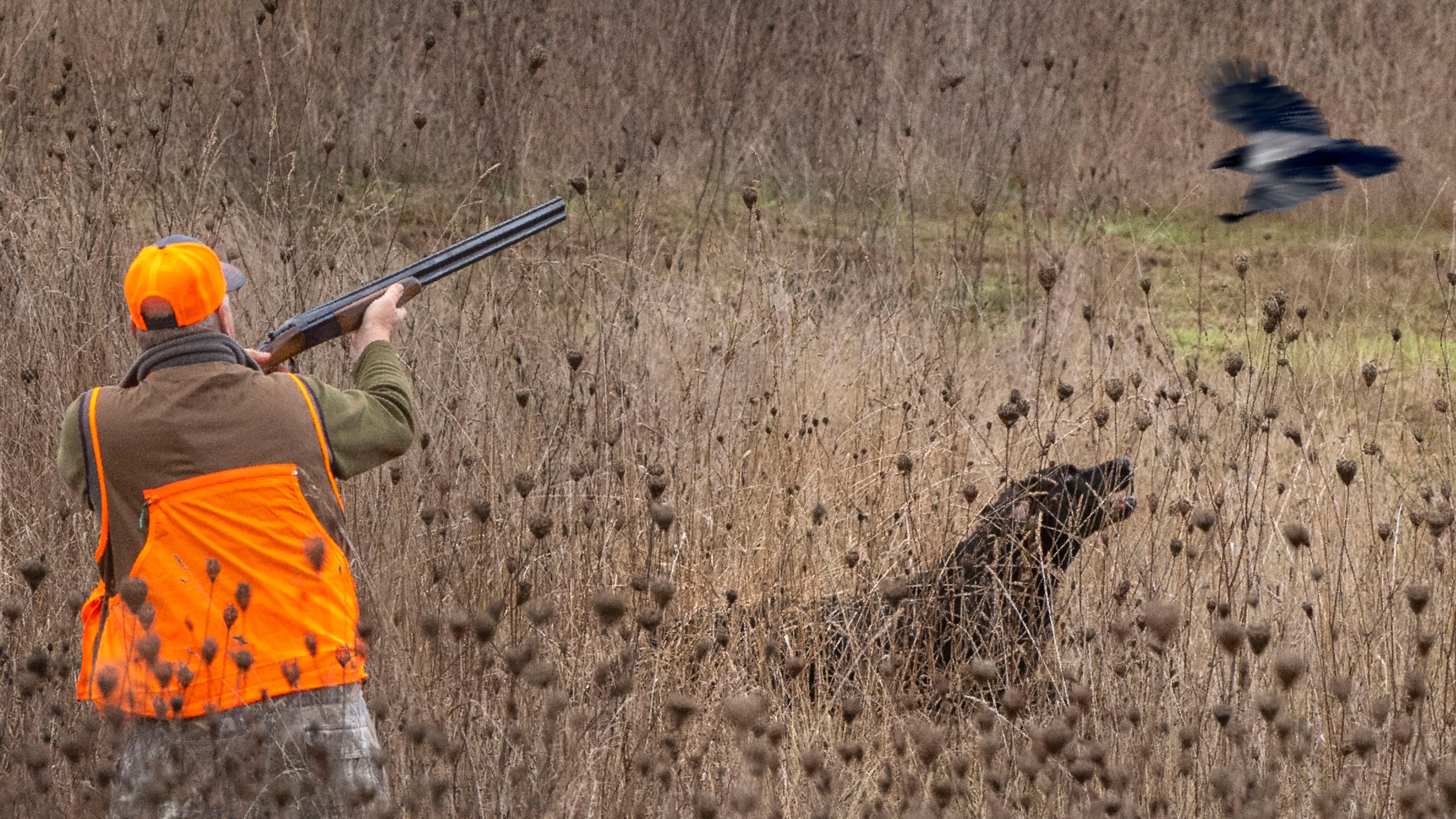 Noch immer werden in ganz Österreich geschützte Rabenvögel abgeschossen.