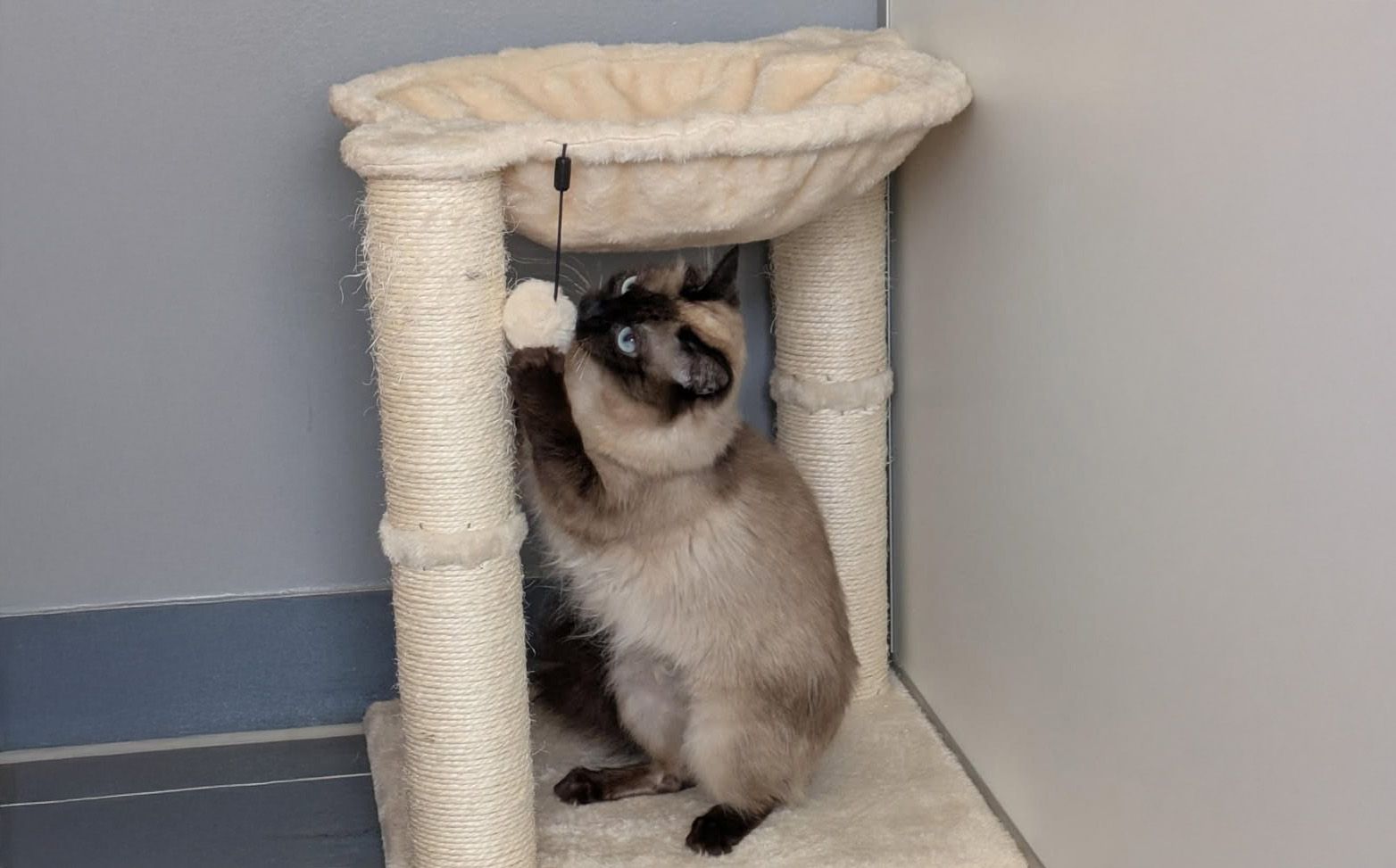 Der Katzendame Aquamarina geht es bereits viel besser.