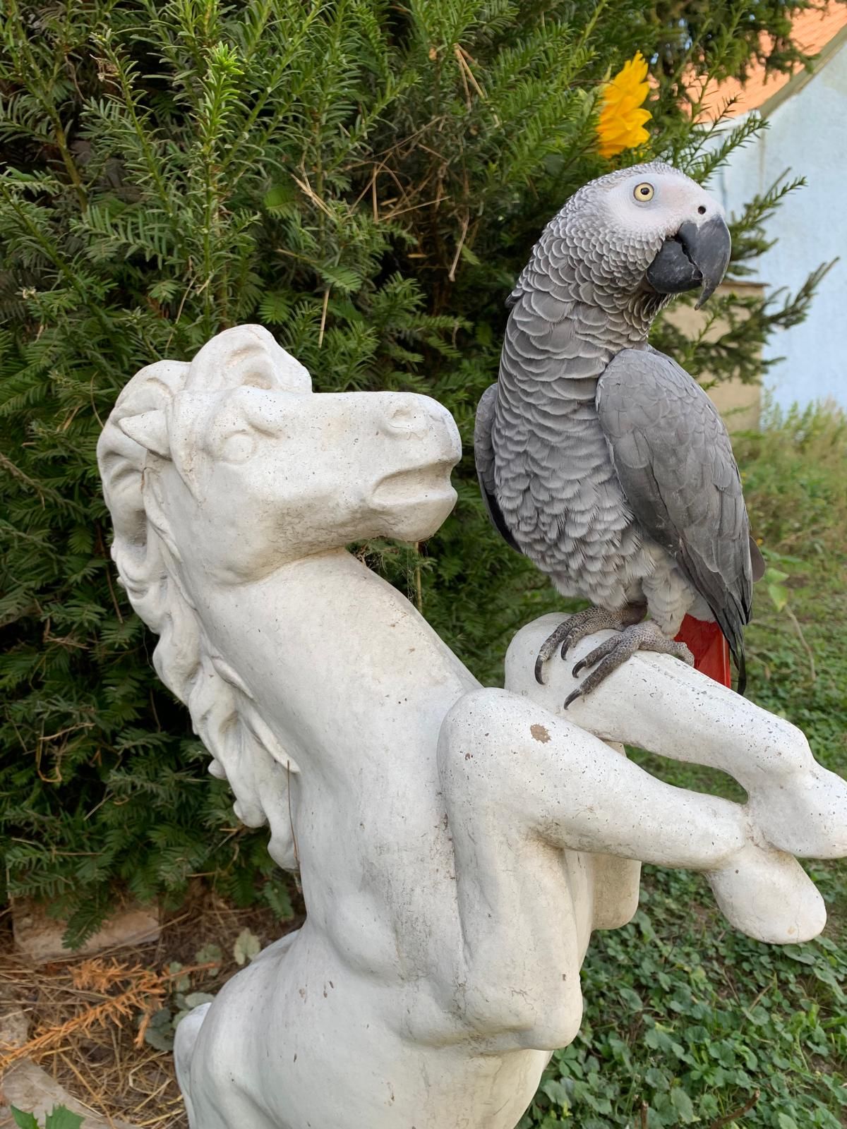 Papagei Jacky auf einem Bild aus besseren Tagen.