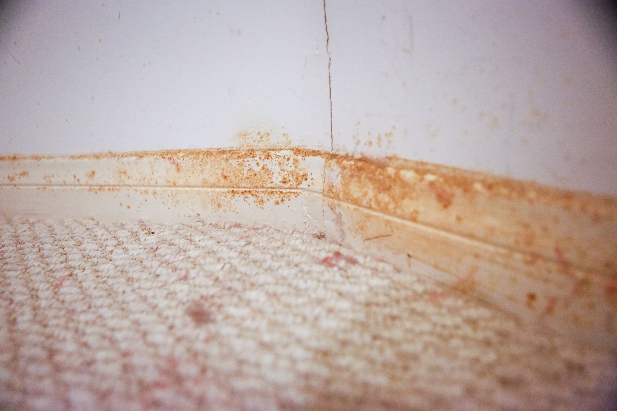 So sollte dein Badezimmer nicht aussehen. Beim roten Schleim dürfte es sich um das Bakterium Serratia marcescens handeln. Und das kann deiner Gesundheit schaden.