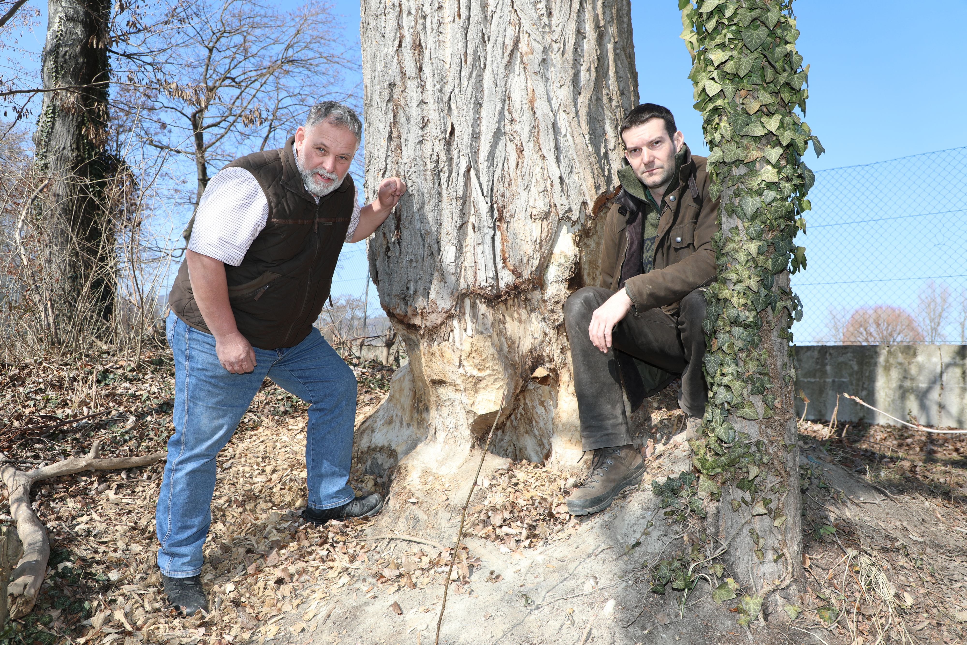 Stadtrat Martin Sedelmaier (l.) und Förster Stefan Exenberger zeigen den Baum, dessen Stamm von einem Biber schwer beschädigt wurde.