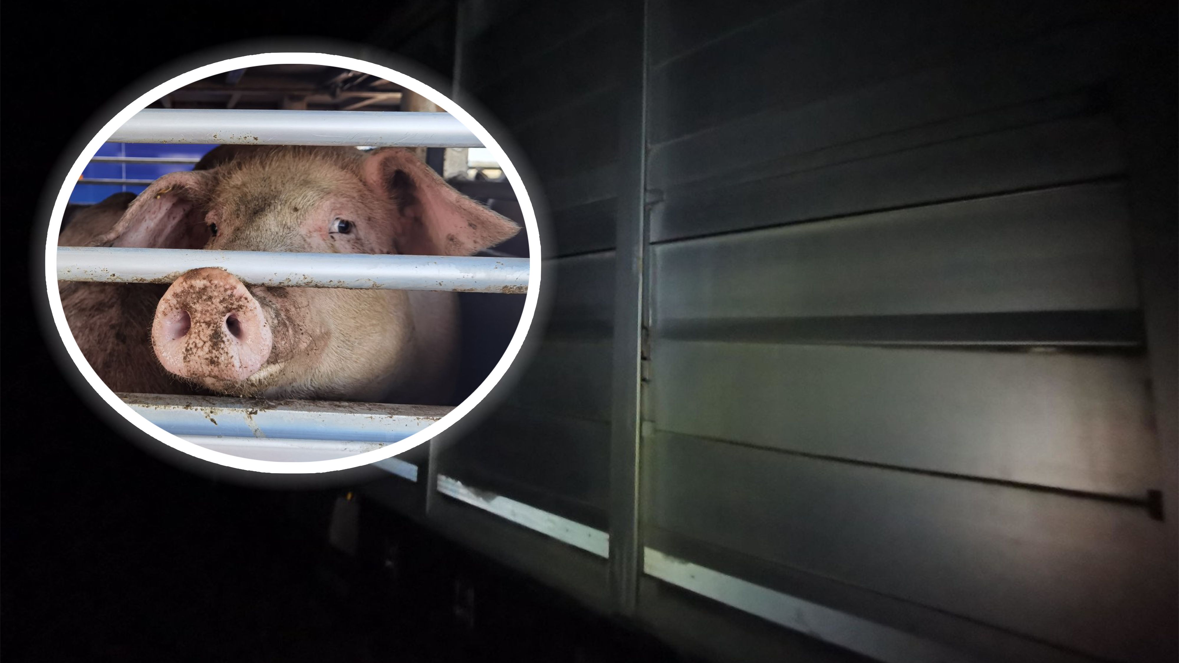 Der VGT hat einen mit Schweinen beladenen und einfach abgestellten Transporter angezeigt.