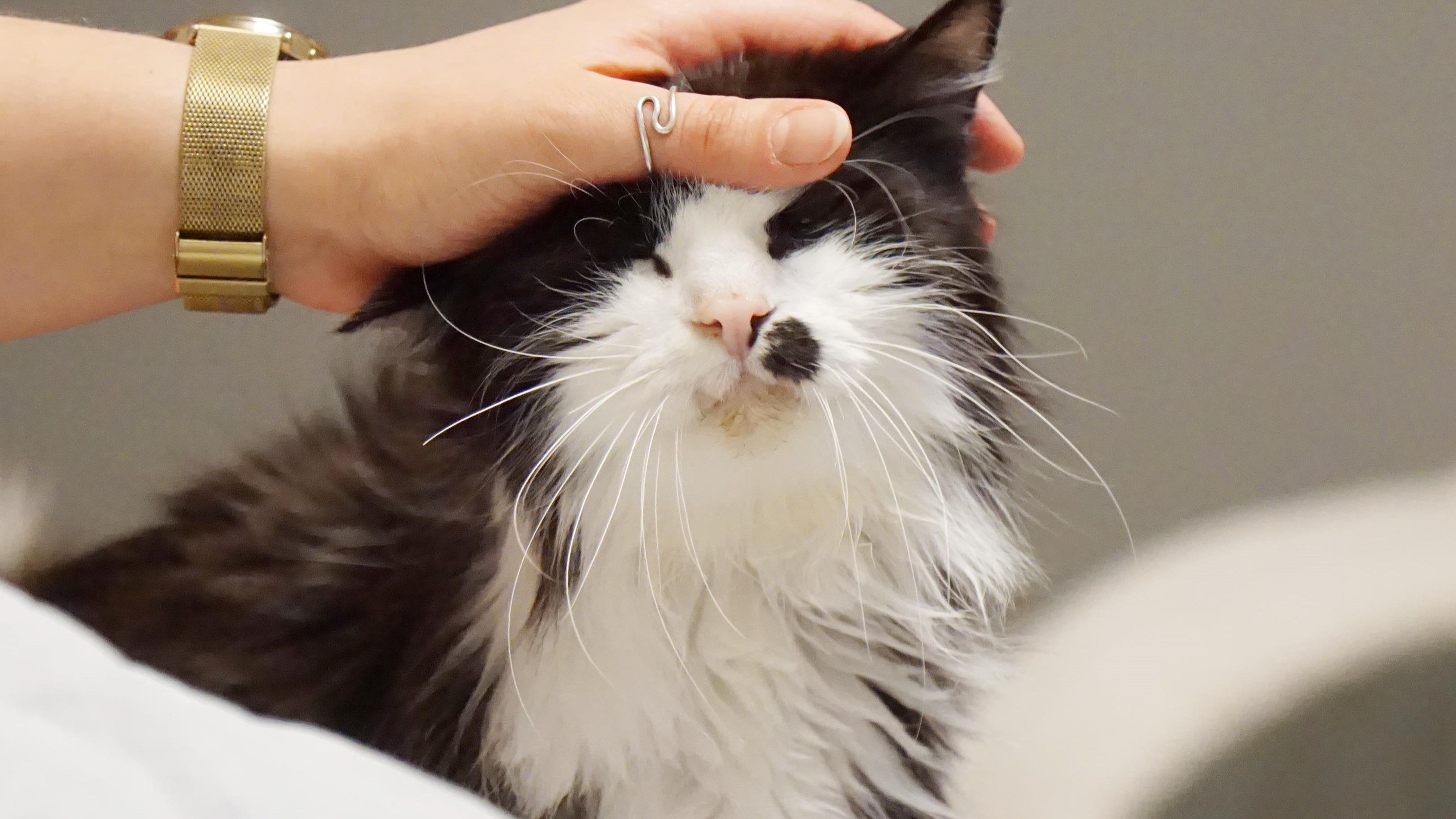 Herr Franz musst mit seinen elf Jahren noch ein tragisches Schicksal erleben.