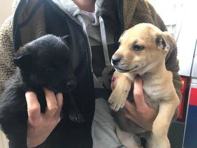 Diese beiden Welpen wurden dem 22-Jährigen abgenommen.