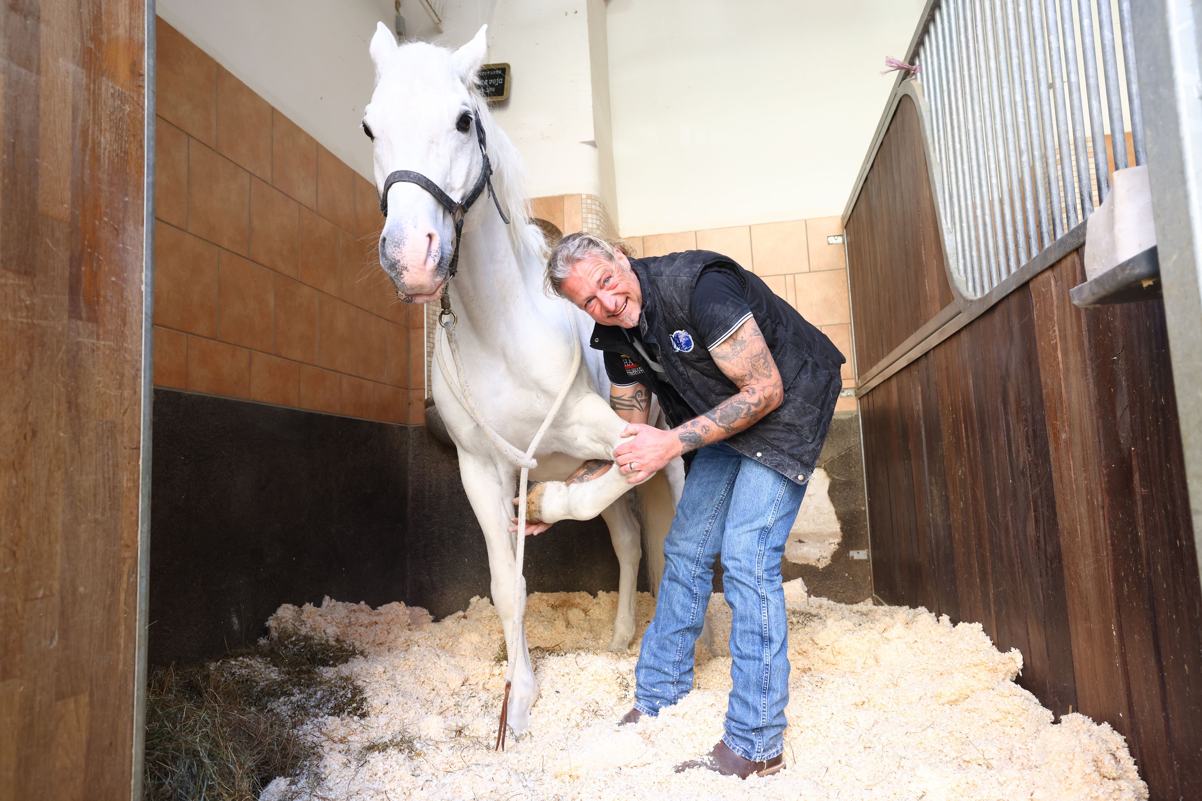 Pferde-Chiropraktiker Andy Petric behandelt die Lipizzaner der Spanischen Hofreitschule.