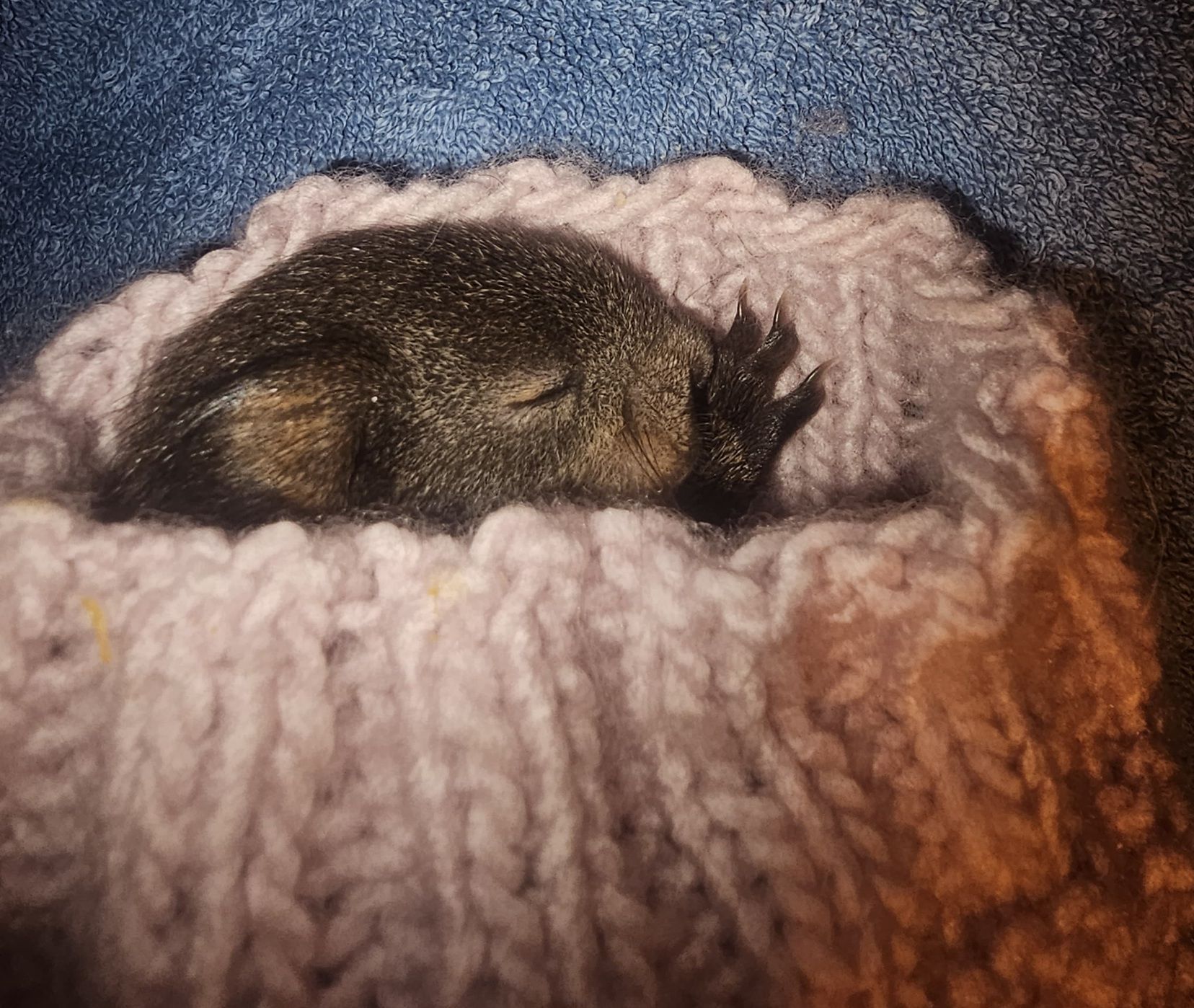 Das kleine Puschelchen hätte ohne menschliche Hilfe keine Überlebenschance. 