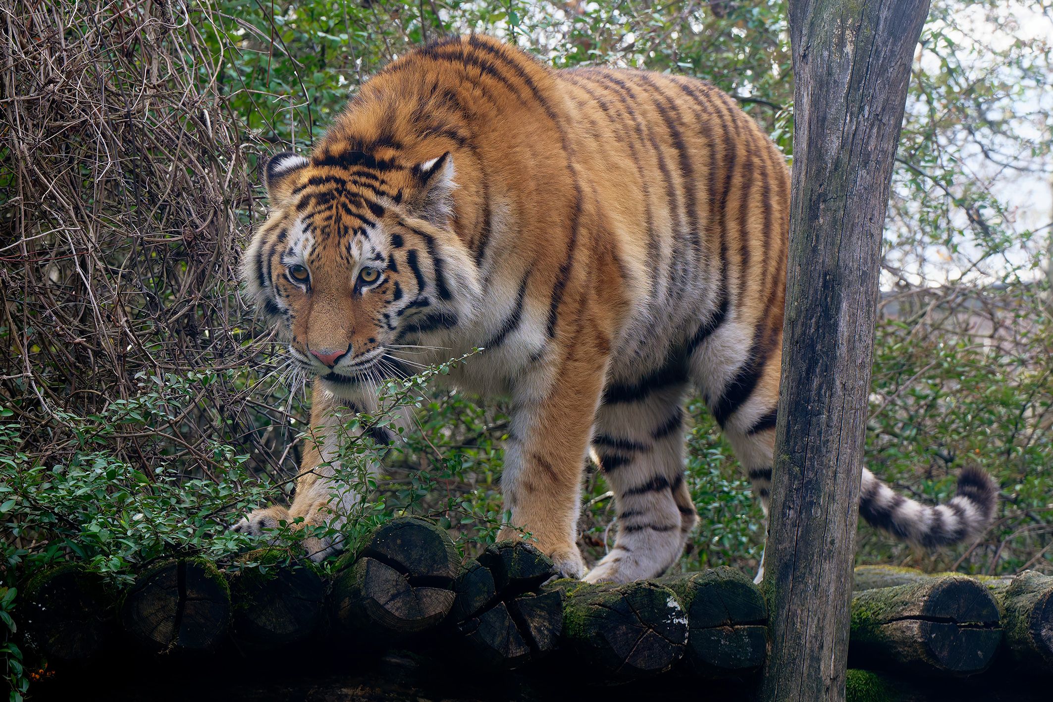 Die hübsche Raubkatze soll schon bald das Schönbrunner Tigermännchen bezirzen.