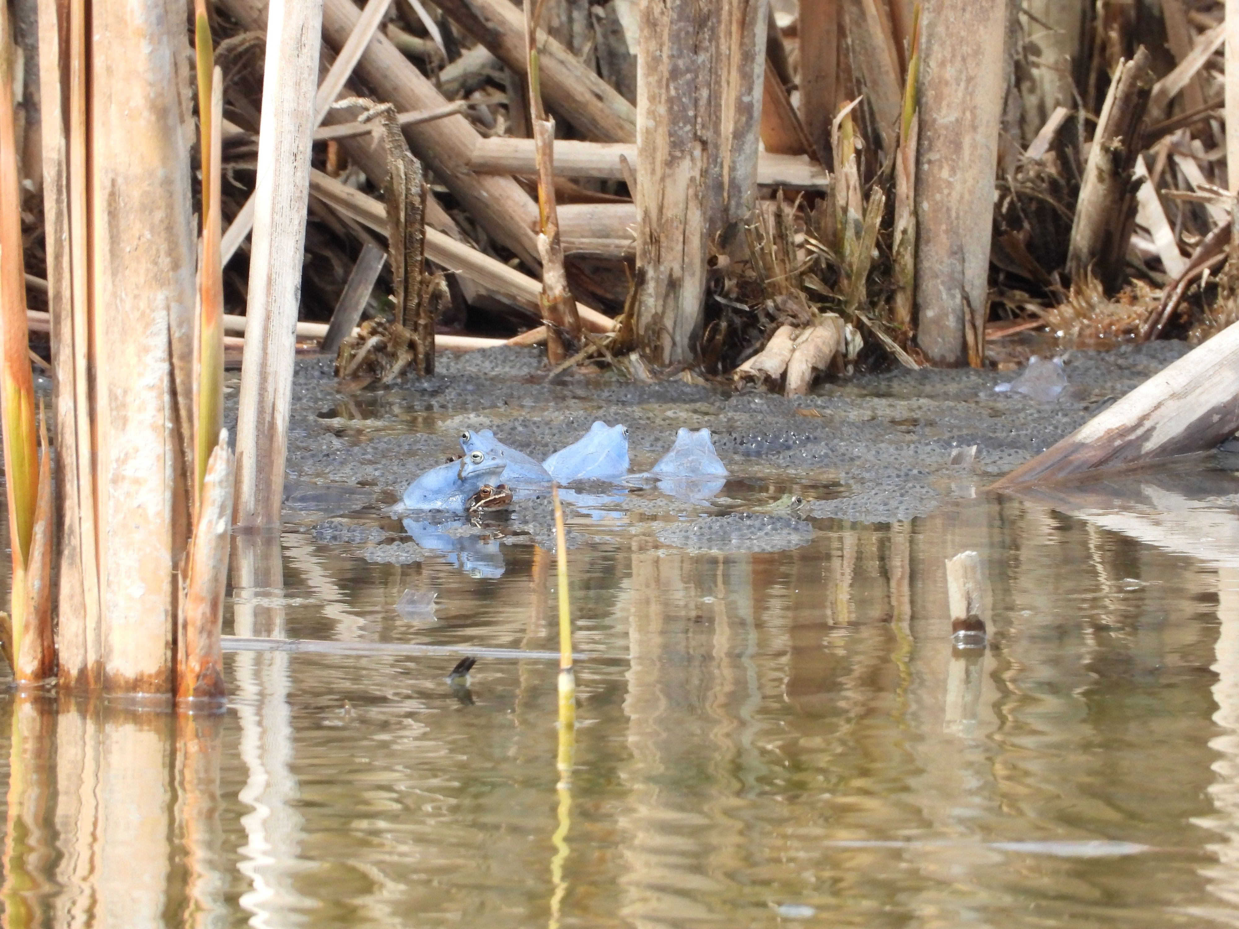 Das Moorfrosch-Männchen verfärbt sich zur Paarungszeit blau!