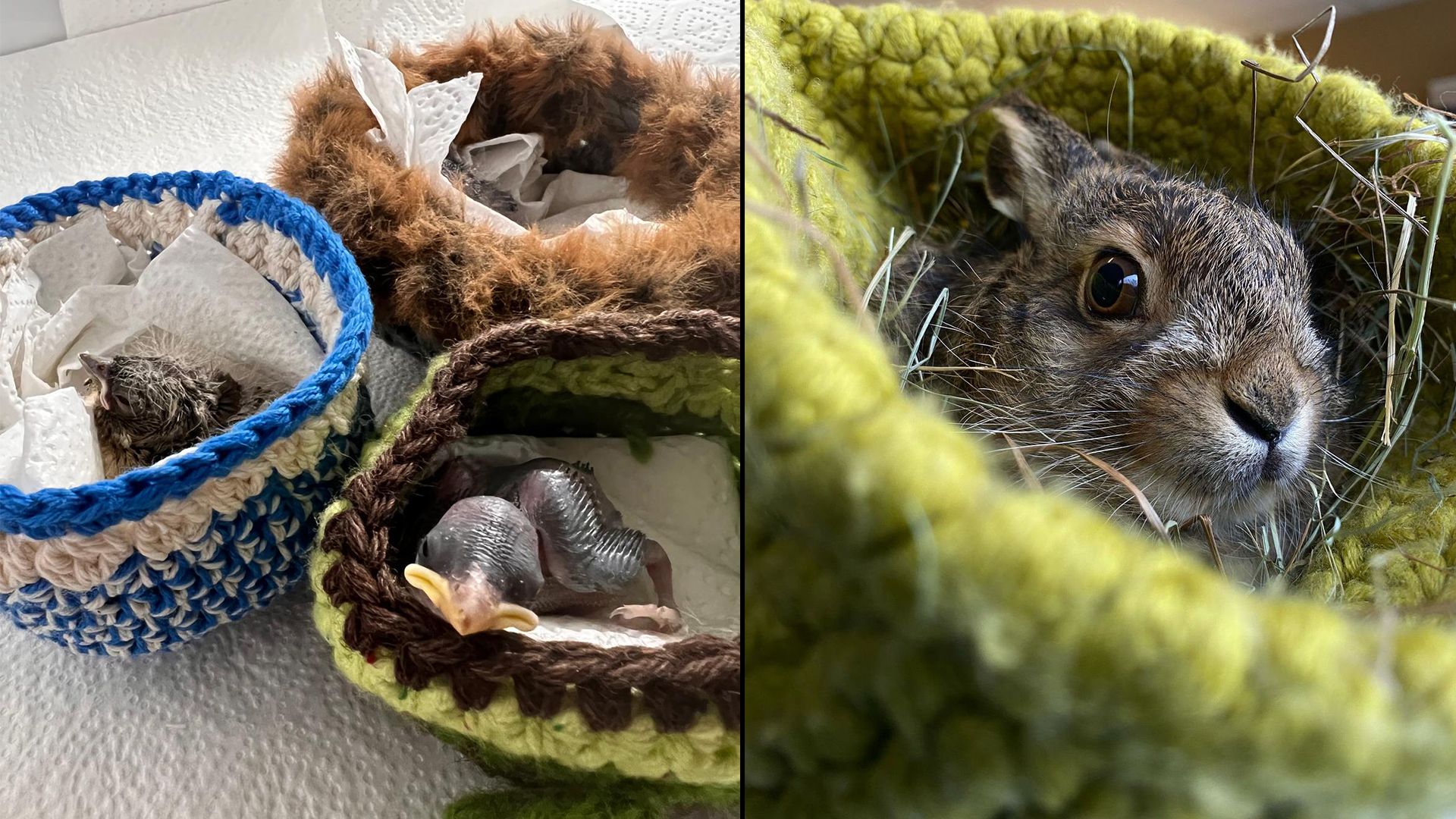 Viele Wildtierbabys können sich dank der 