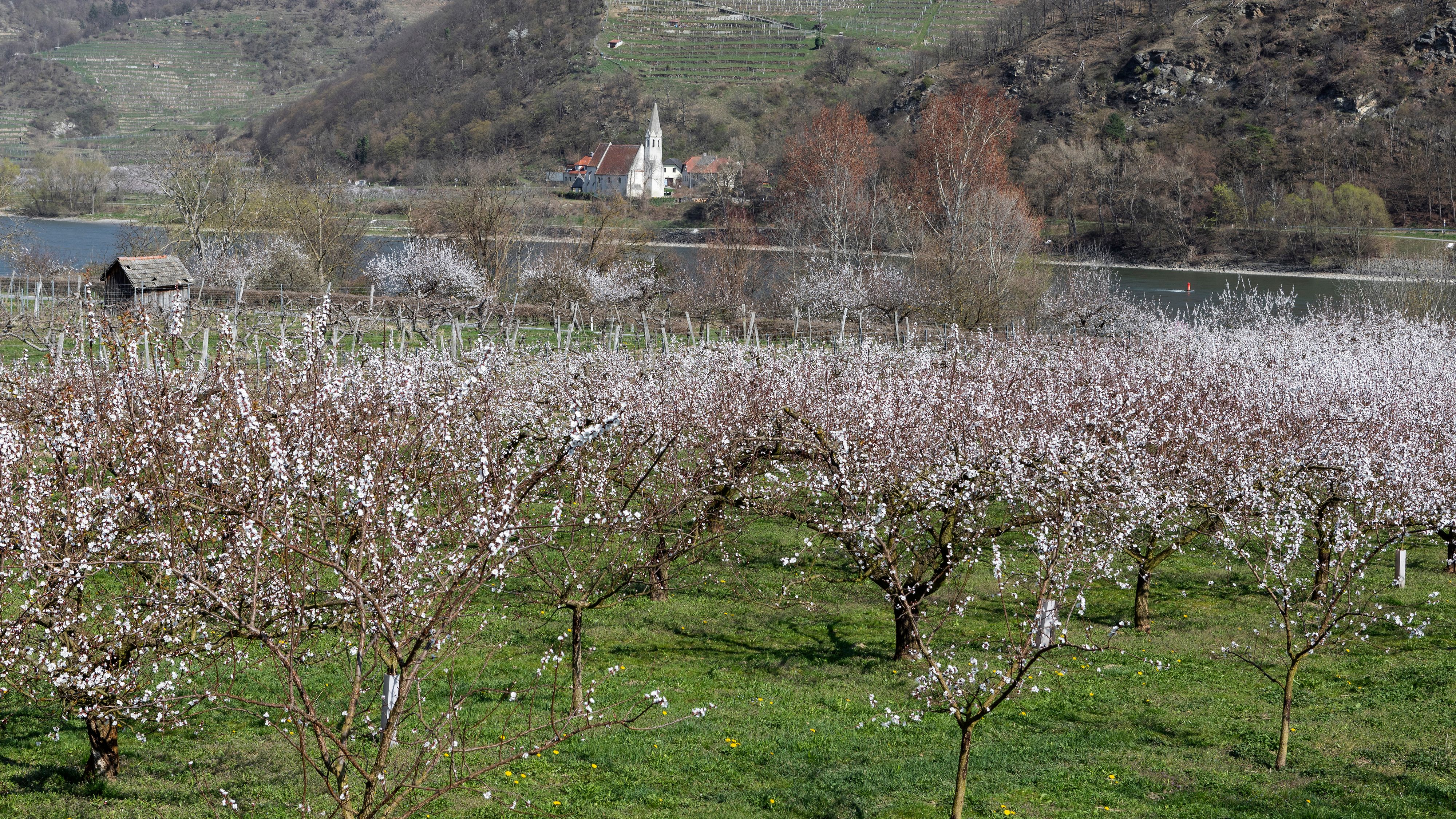 Marillenblüte Ende März in der Wachau.