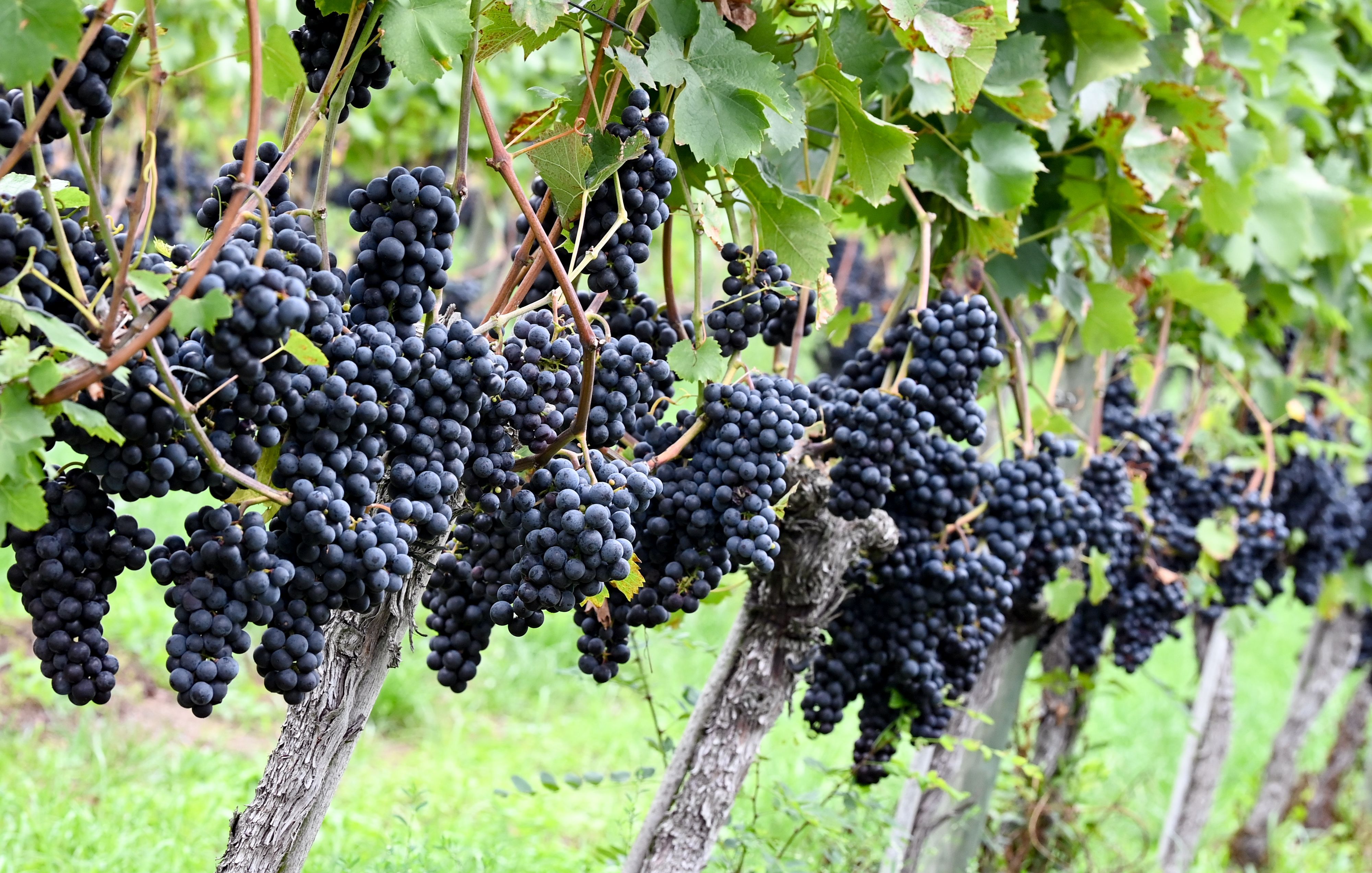 Symbolbild eines Weingartens