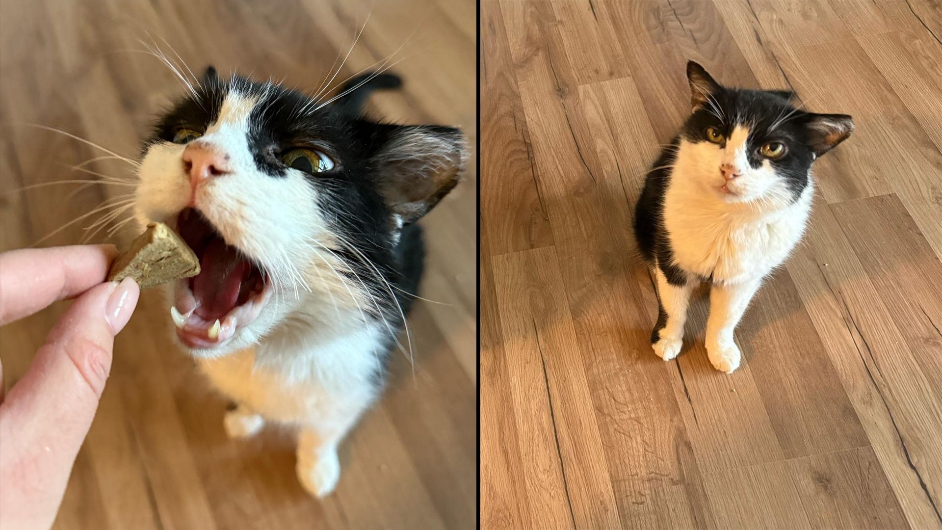 Ist ja gar nicht so schlecht, wenn man täglich seine Mahlzeit und Streicheleinheiten bekommt.