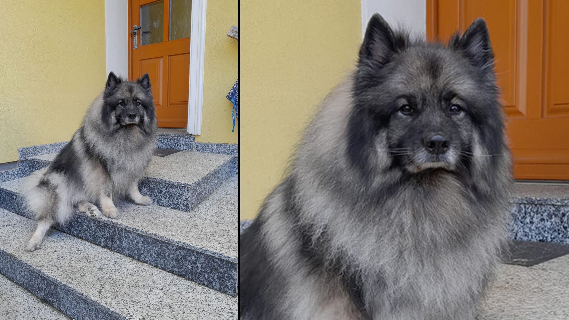 Wer hat den Wuschelbären gesehen?