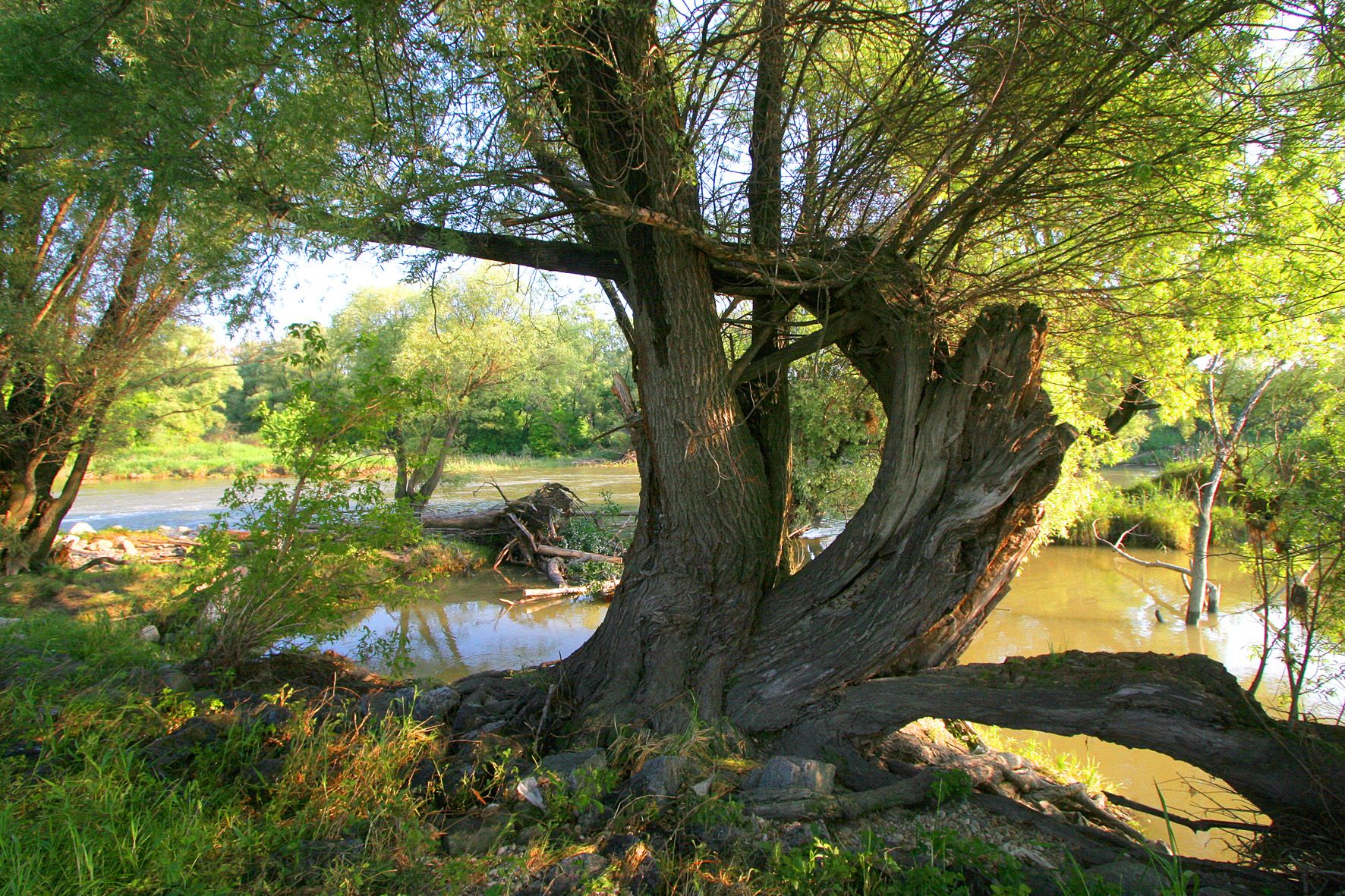 Umweltschützer sehen das einzigartige Naturparadies Lobau durch die Straßenbaupläne bedroht.