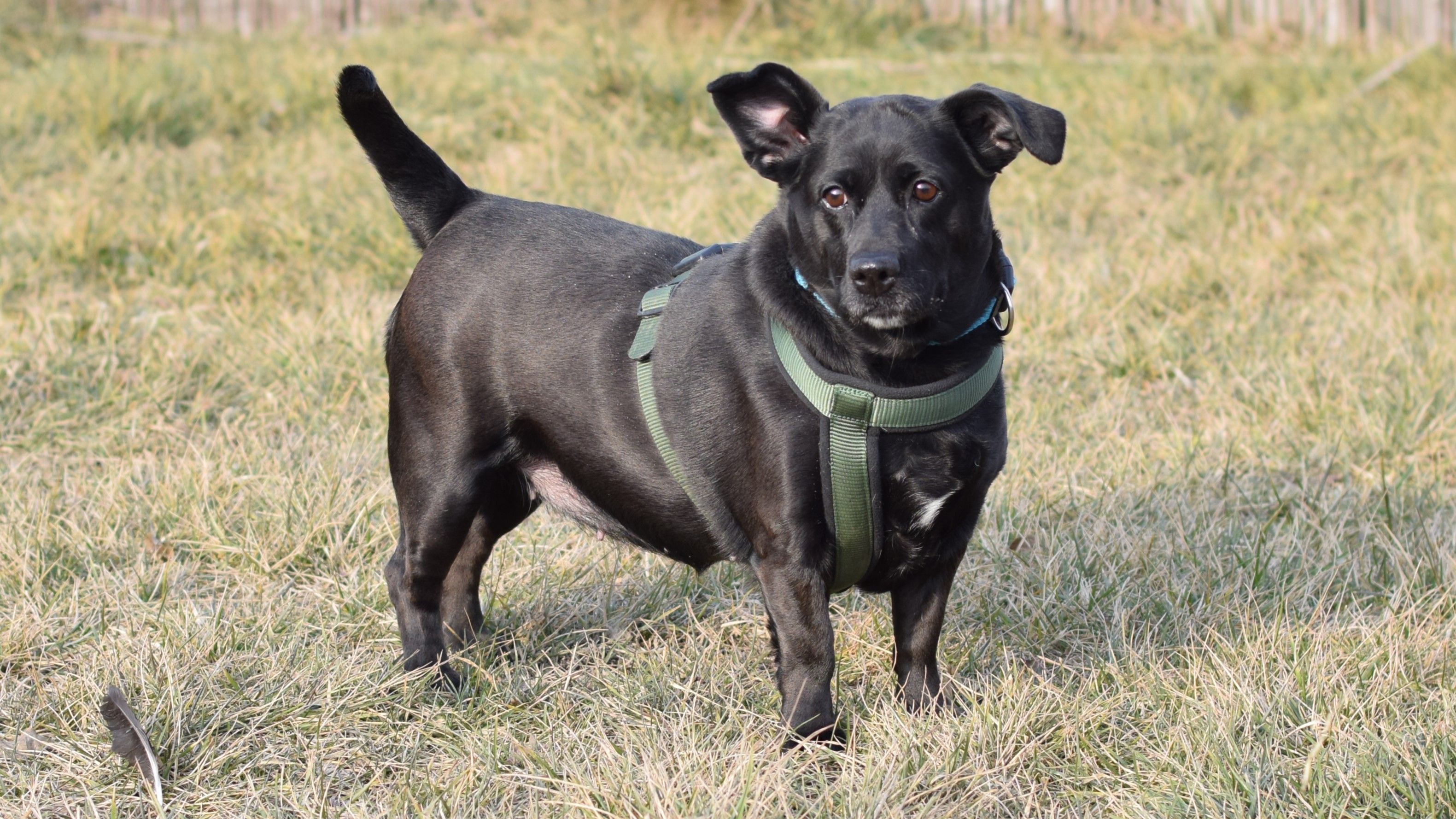 Die sechsjährige Hündin leidet unter Übergewicht und sollte dringend etwas abnehmen.