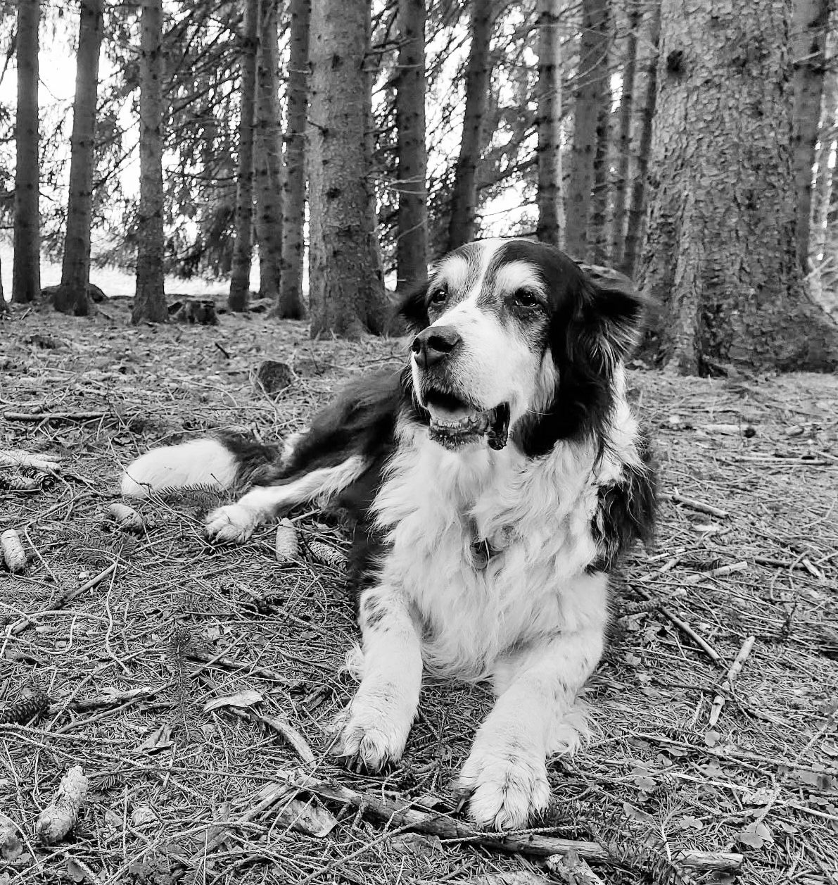 Seit mehreren Wochen ist Coco verschwunden. Nun wird die Suche eingestellt.