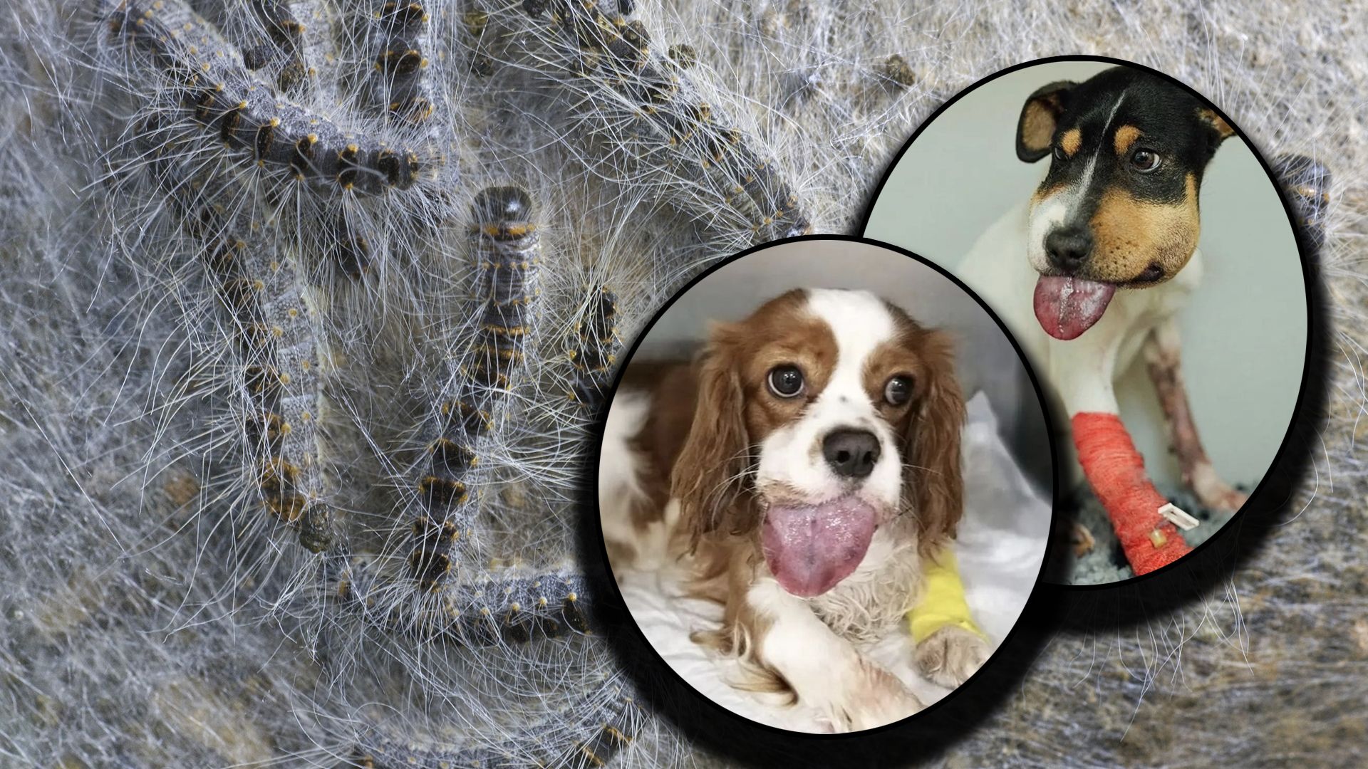 Dicke Backen, geschwollene Zungen! Zu spät gehandelt, kann ein schnüffelndes "Guten Tag" tödlich enden.