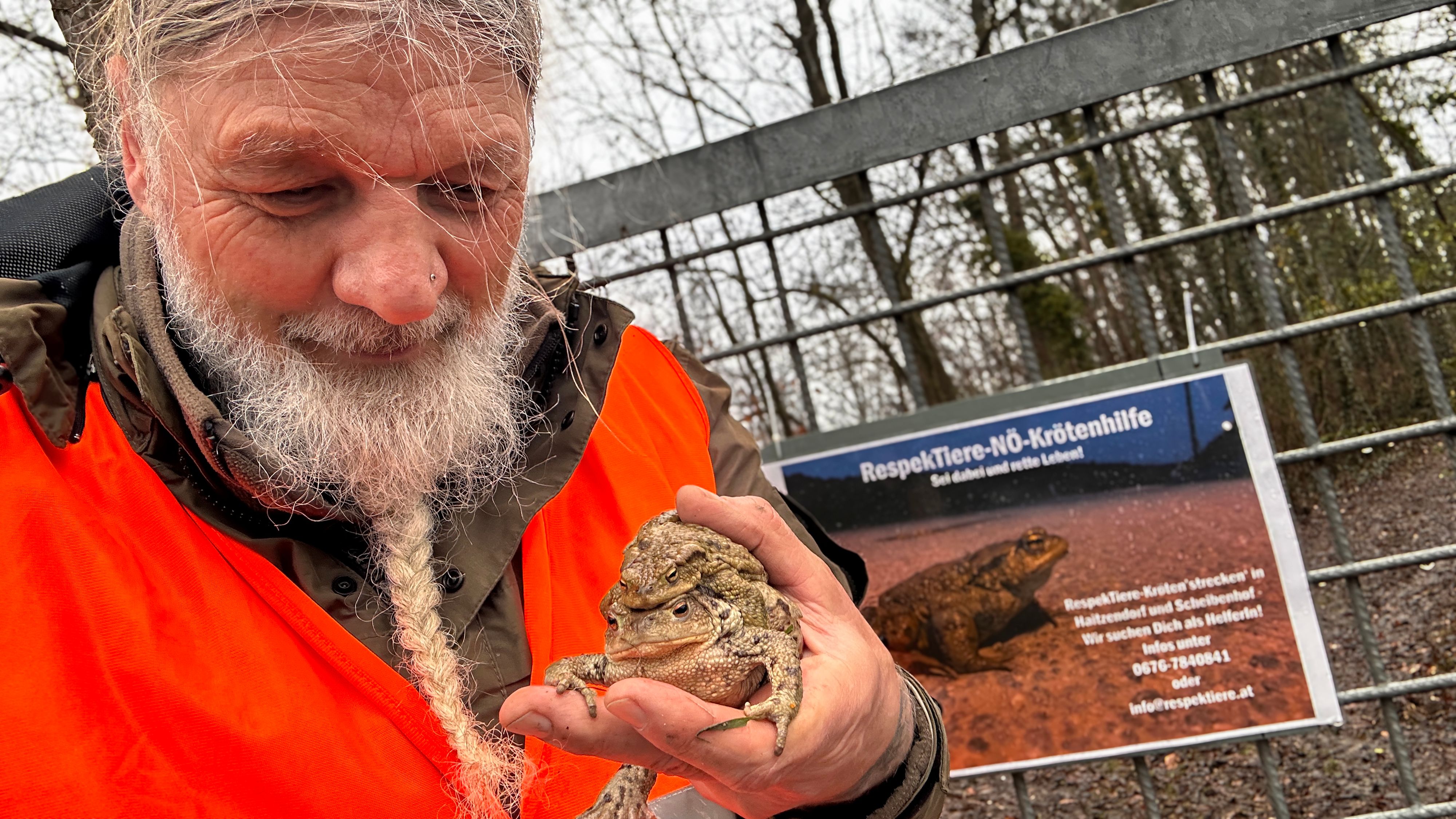 Heute.at - Kröten-Drama bei Krems – Bagger überfahren Tiere