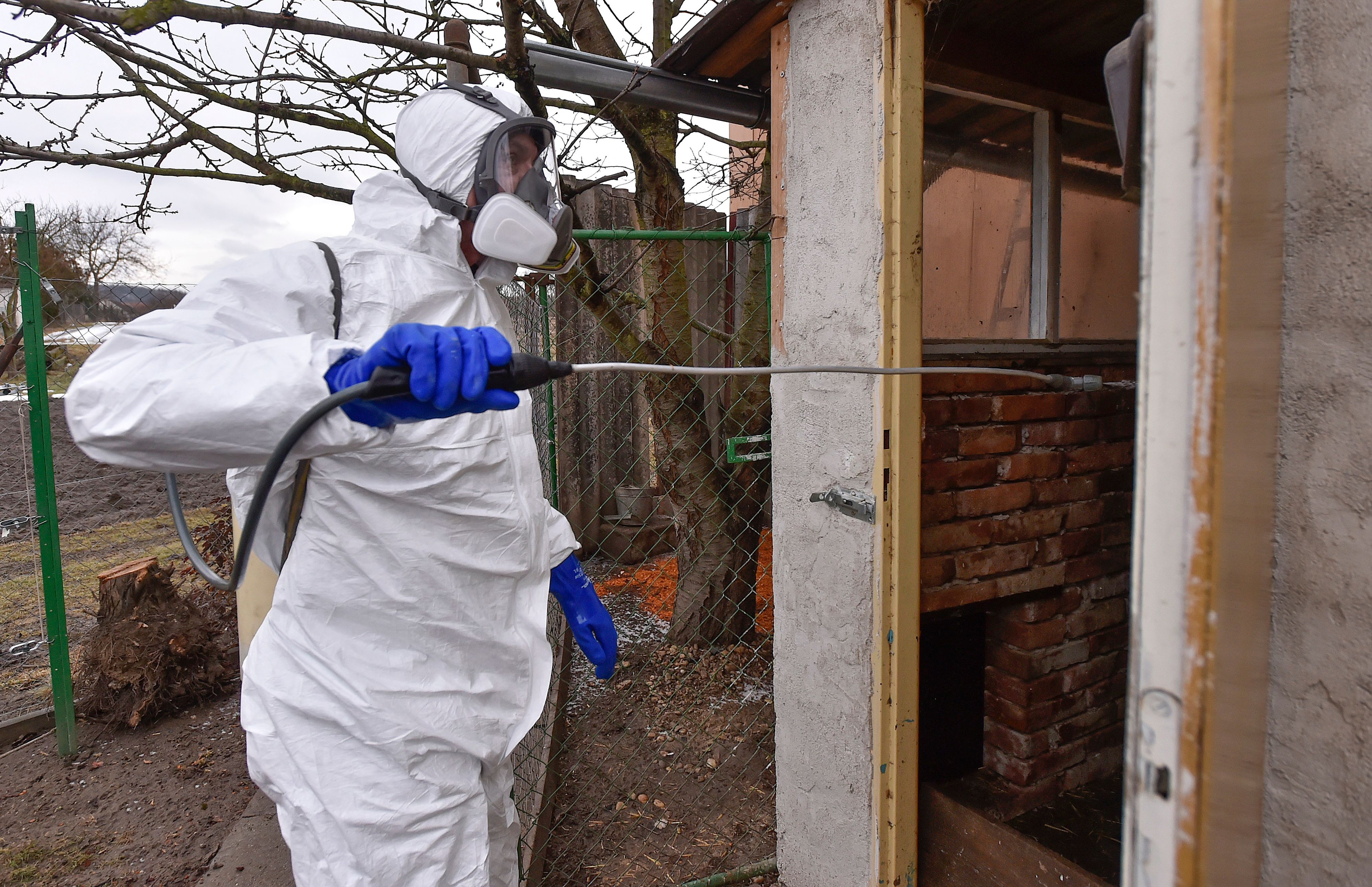 Vogelgrippeausbrüche gibt es in Europa immer wieder. Jetzt wurde das Virus erstmals auch bei einem Säugetier auf dem Subkontinent nachgewiesen.