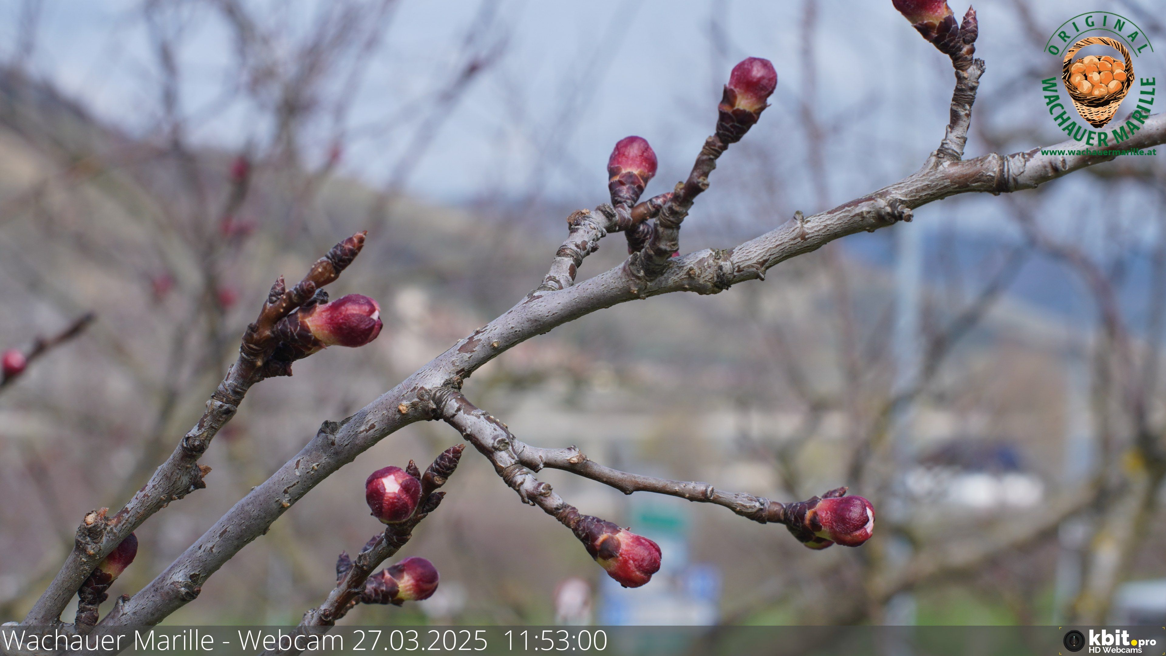 Wachauer Marille: Die Marillenbäume in der Wachau sind im Entwicklungsstadium  rote Knospe