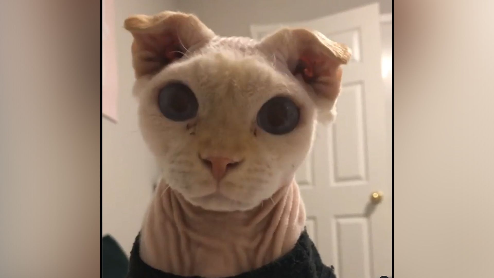 Instagram Profile wie von Kater "Goose" zeigen leider immer wieder die doppelte Qualzucht. 