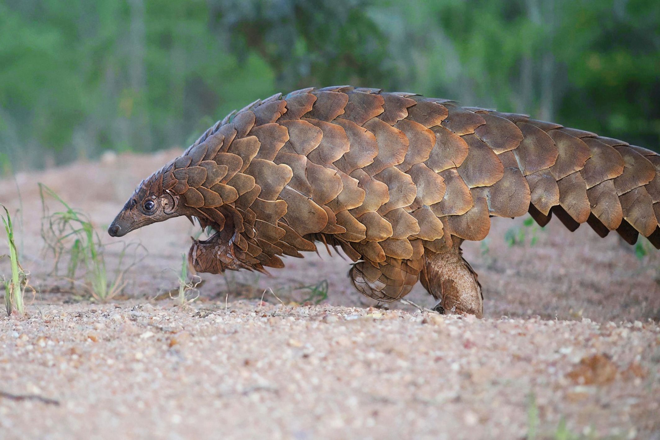 Wildlebendes Steppenschuppentier in Namibia.