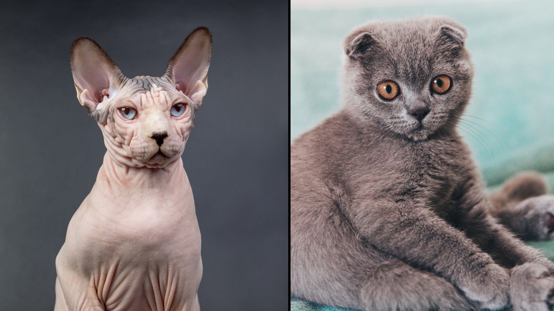 Schreckliche Qualzucht: Die sogenannte 