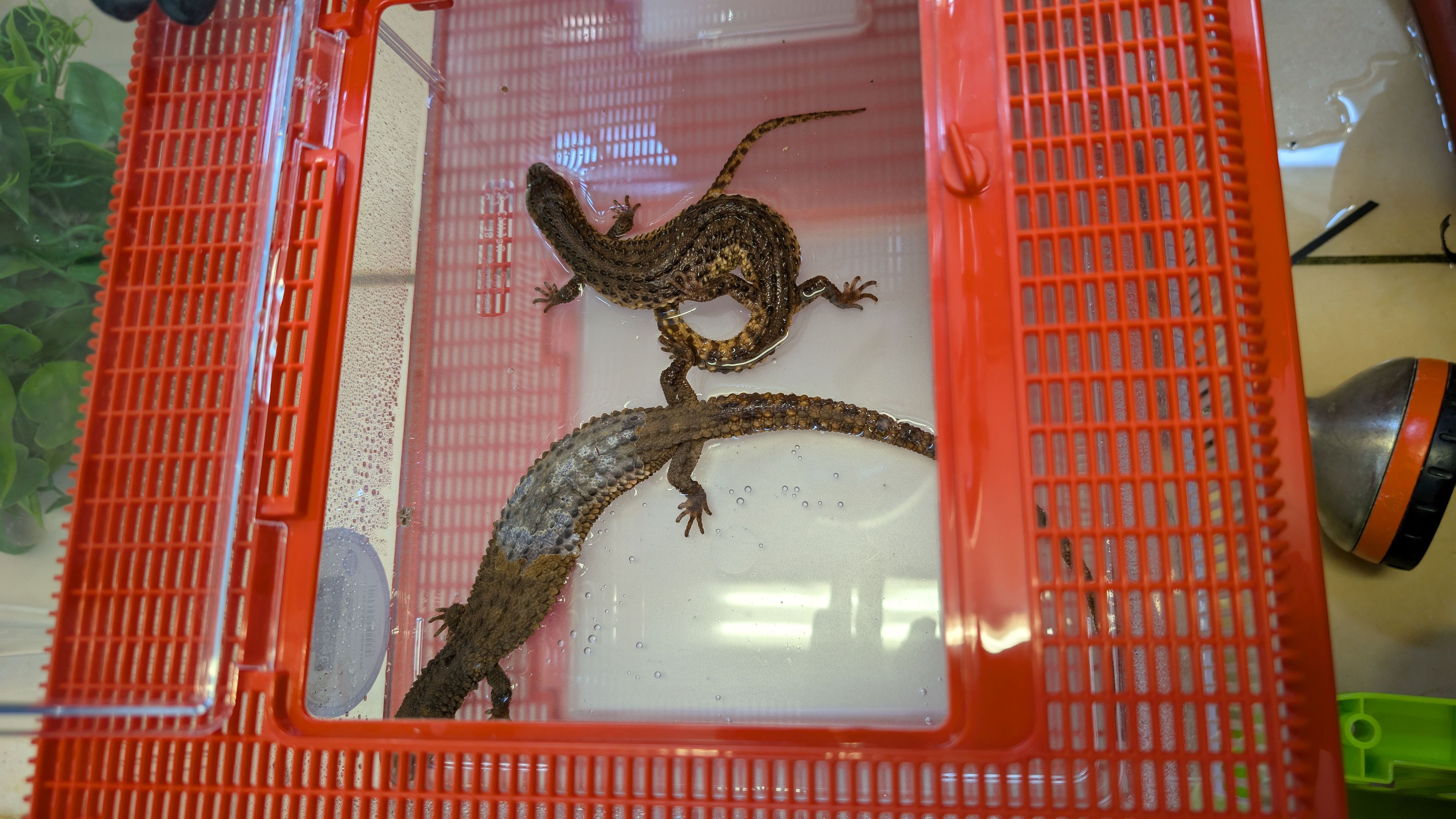 Zwei der sichergestellten Warane im Transportbehälter – sie wurden nach ihrer Rückkehr nach Wien in den Tiergarten Schönbrunn gebracht.