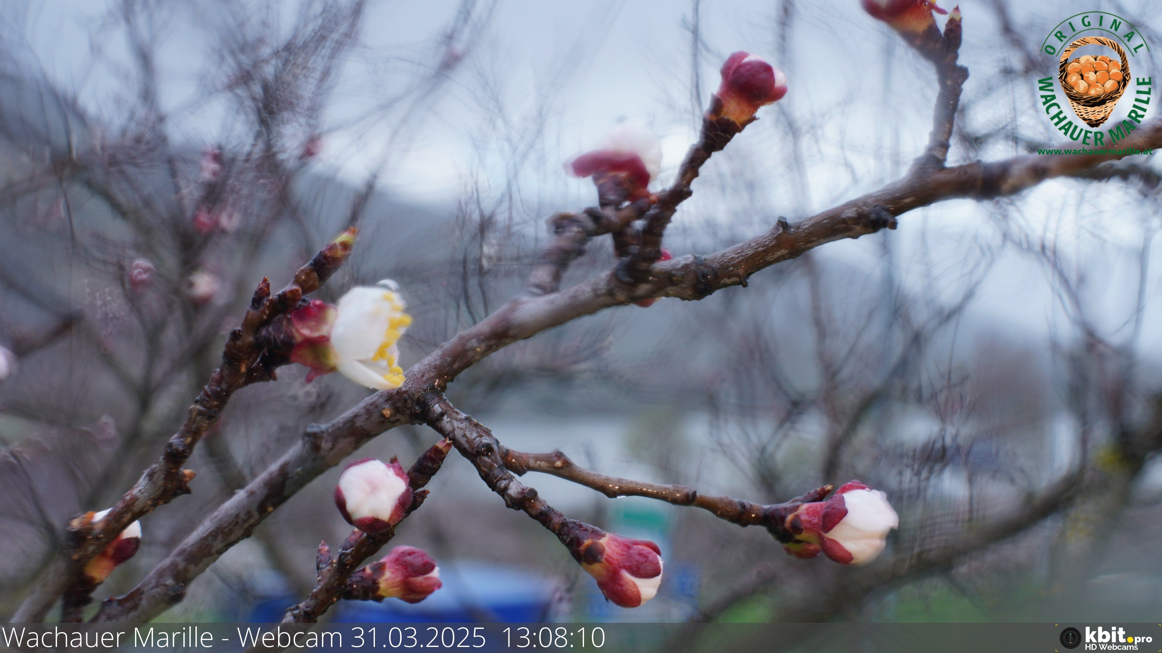 Der Blütenstand am Montag zu Mittag.