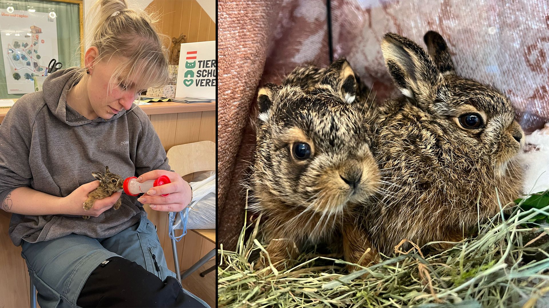 Der Hase ist wohl das bekannteste Ostersymbol – höchste Zeit, auch ihm zu helfen. 