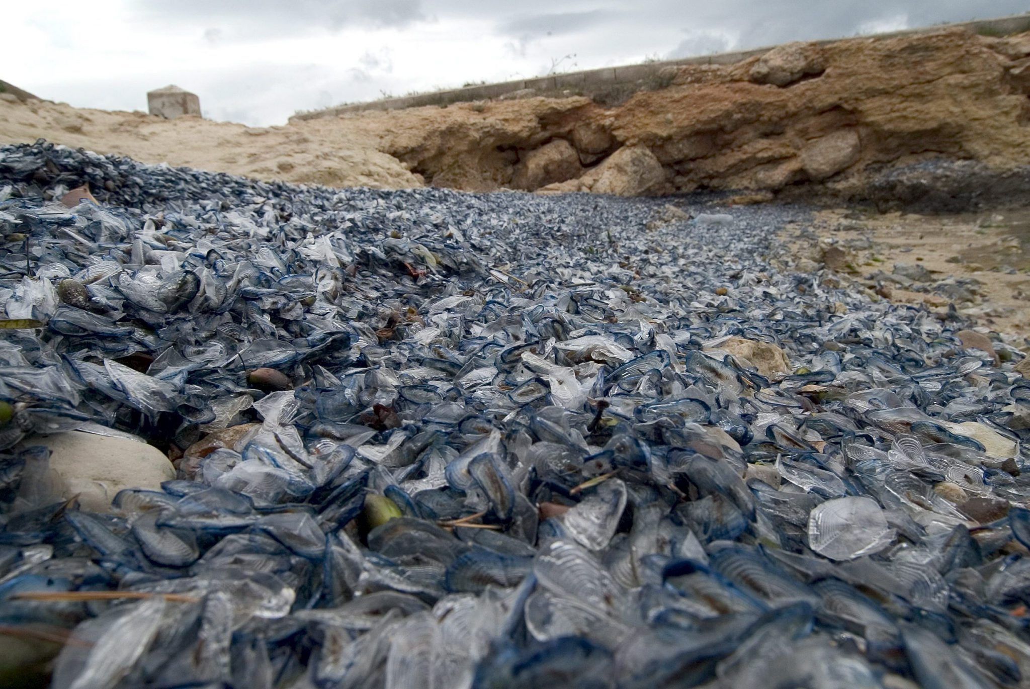 Heuer sind die Segelquallen bereits früher auf den Ständen Mallorcas entdeckt worden.