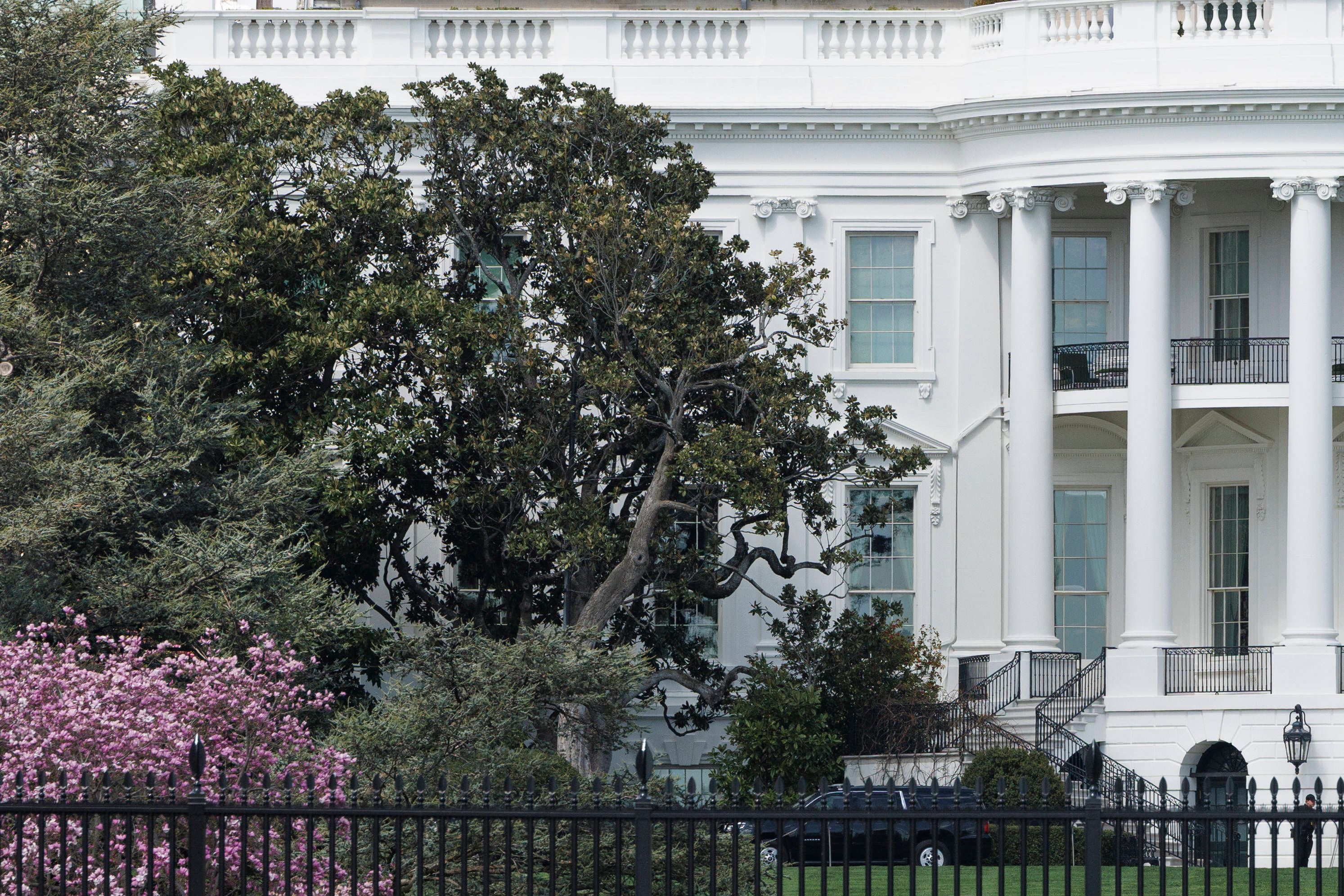 Die 200-jährige Magnolie, die den Eingang des Weißen Hauses ziert, muss laut Trump aus Sicherheitsgründen entfernt werden.