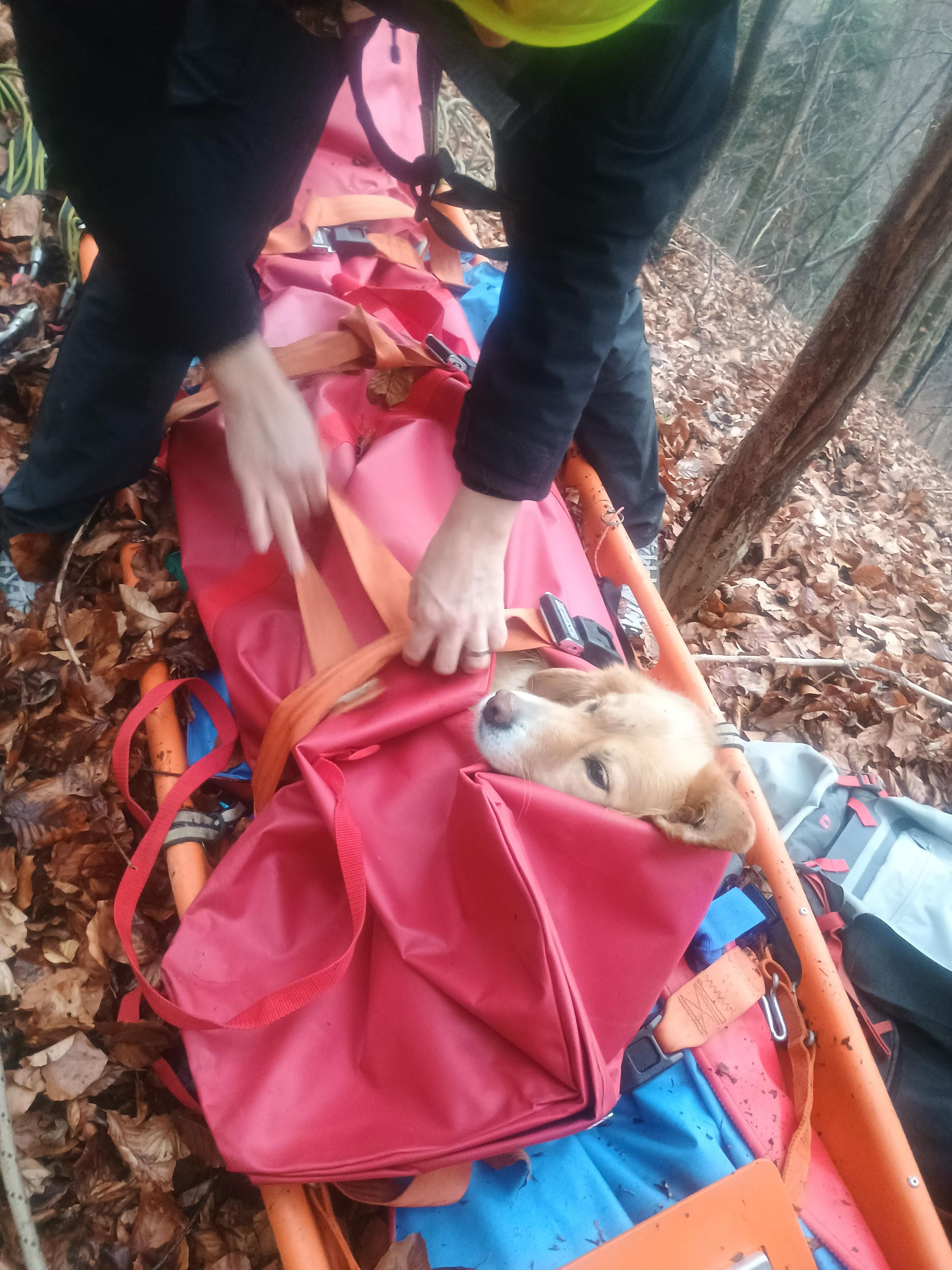 Dieser Hund wurde bei einem Wanderunfall schwer verletzt.
