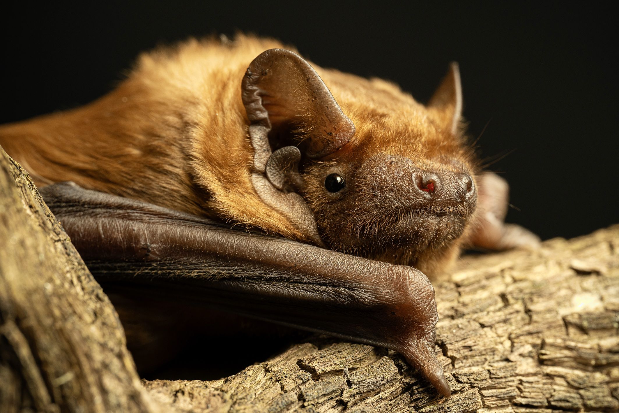 In Österreich unterscheiden wir 28 Fledermausarten