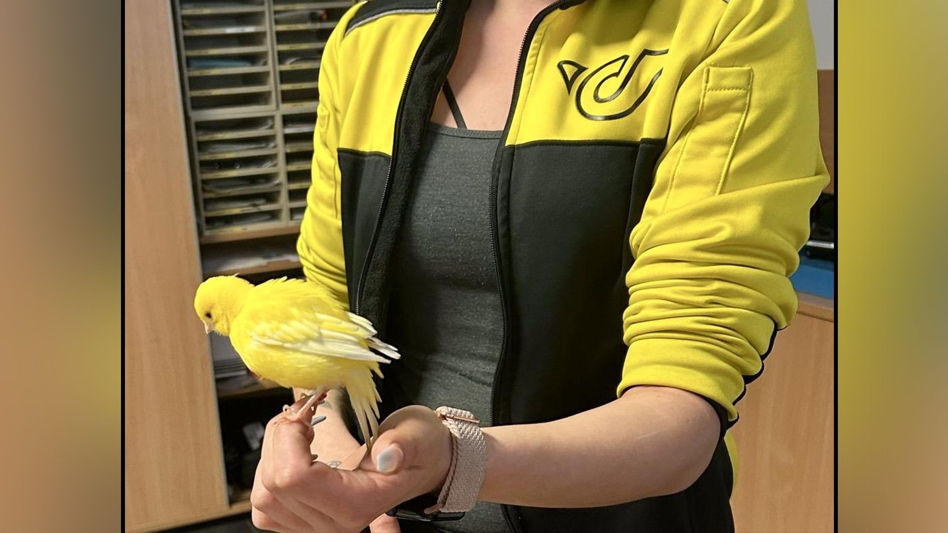 Der kleine Flattermann wollte wohl auch Postler werden.