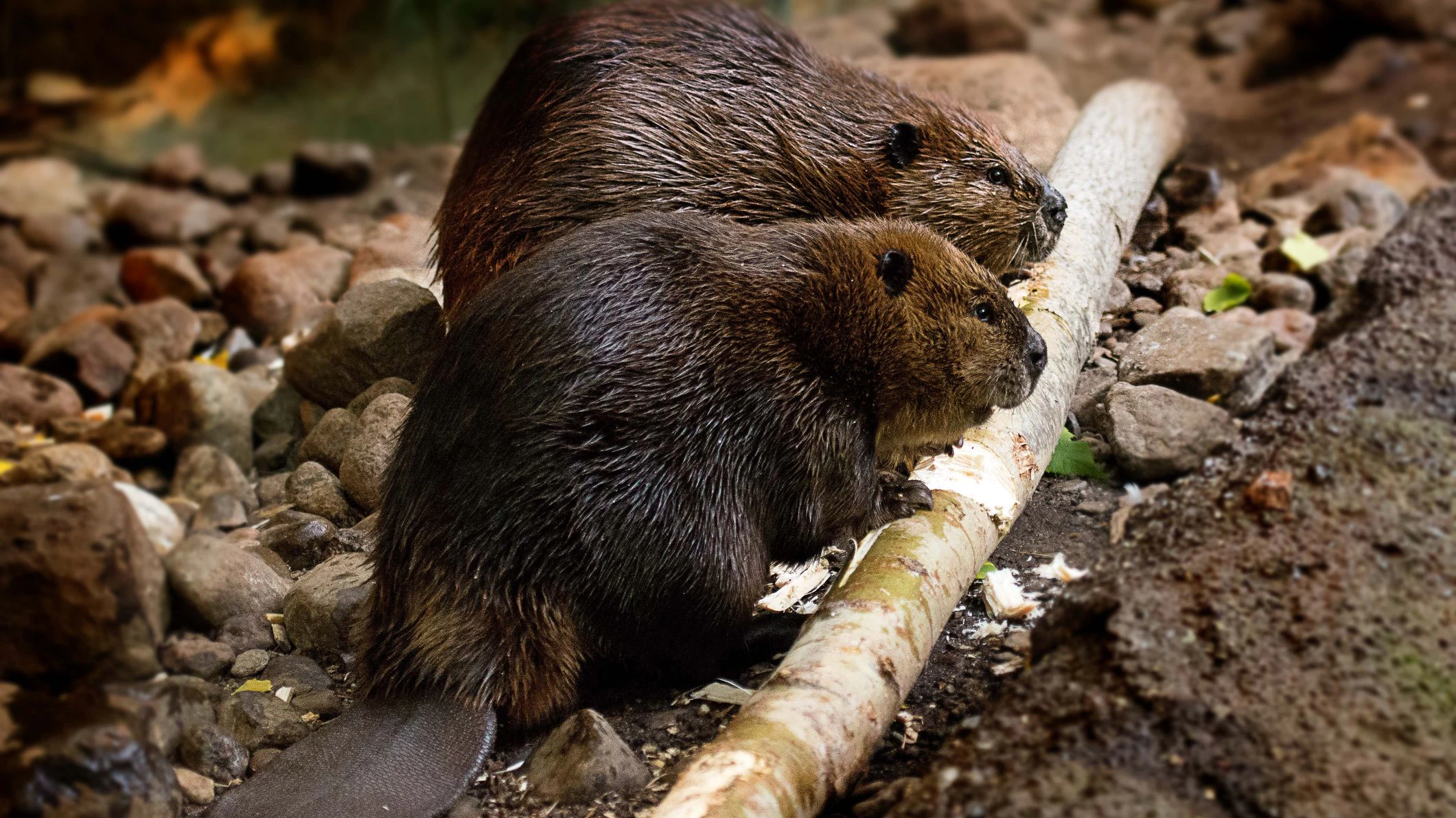 Tierquäler haben zwei Biber in Niederösterreich getötet und enthauptet.