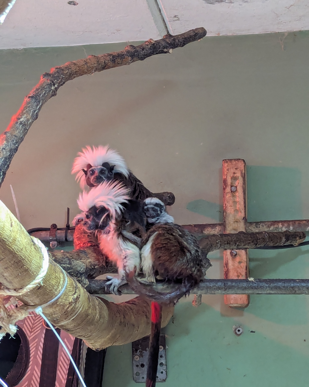 Die beschlagnahmte Affendame war bereits bei ihrer Ankunft trächtig.