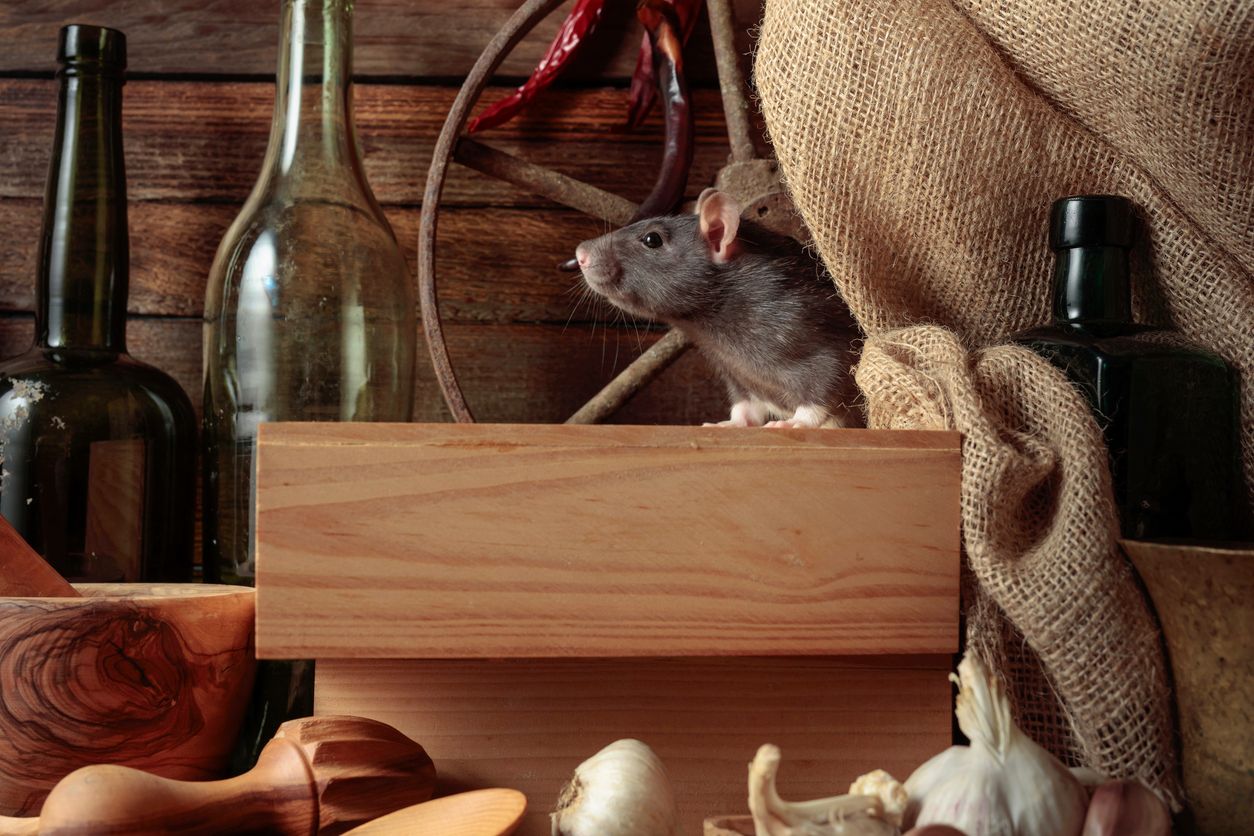 Die Ratte kämpft eigentlich nur gegen ihr schlechtes Image, ist aber eine extrem interessantes Tier.