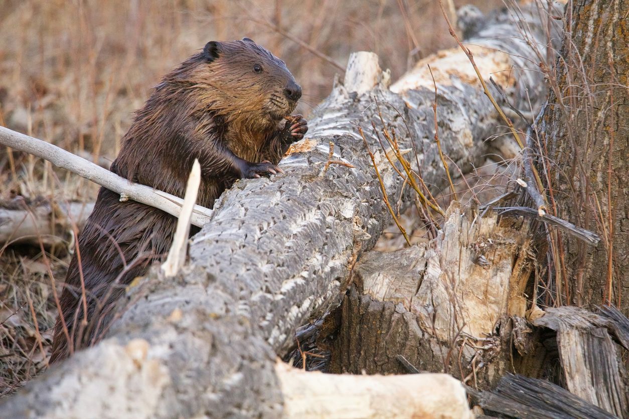 Geschütztes Wildtier: Der Biber