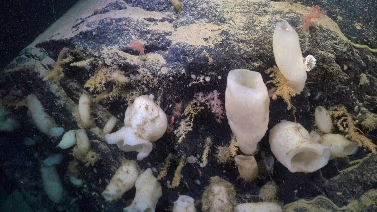 Eine Gruppe von Schwämmen, die an einem Teil des Meeresbodens befestigt ist, der bis vor kurzem noch vom George-VI-Schelfeis bedeckt war.