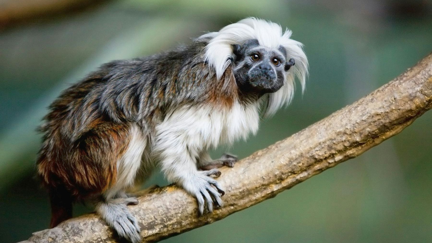 Lisztaffen gehören zu den Krallenaffen und wiegen maximal 450 Gramm. Benannt sind sie nach dem österreichisch-ungarischen Komponisten Franz Liszt, da er eine ähnlich peppige Haarpracht hatte.