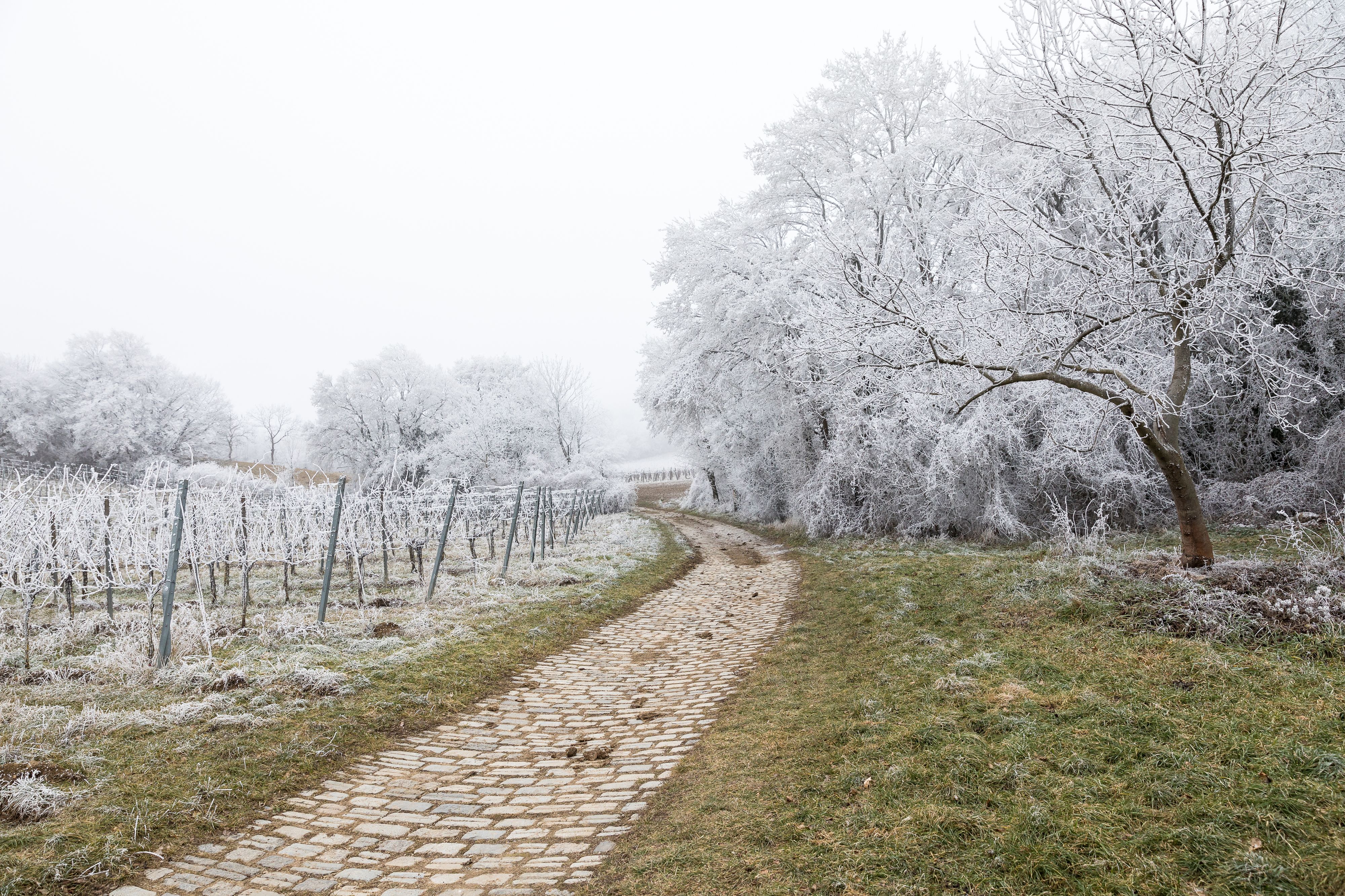 Mit Raureif bedeckte Weinreben und Bäume in Wien. Archivbild Jänner 2025