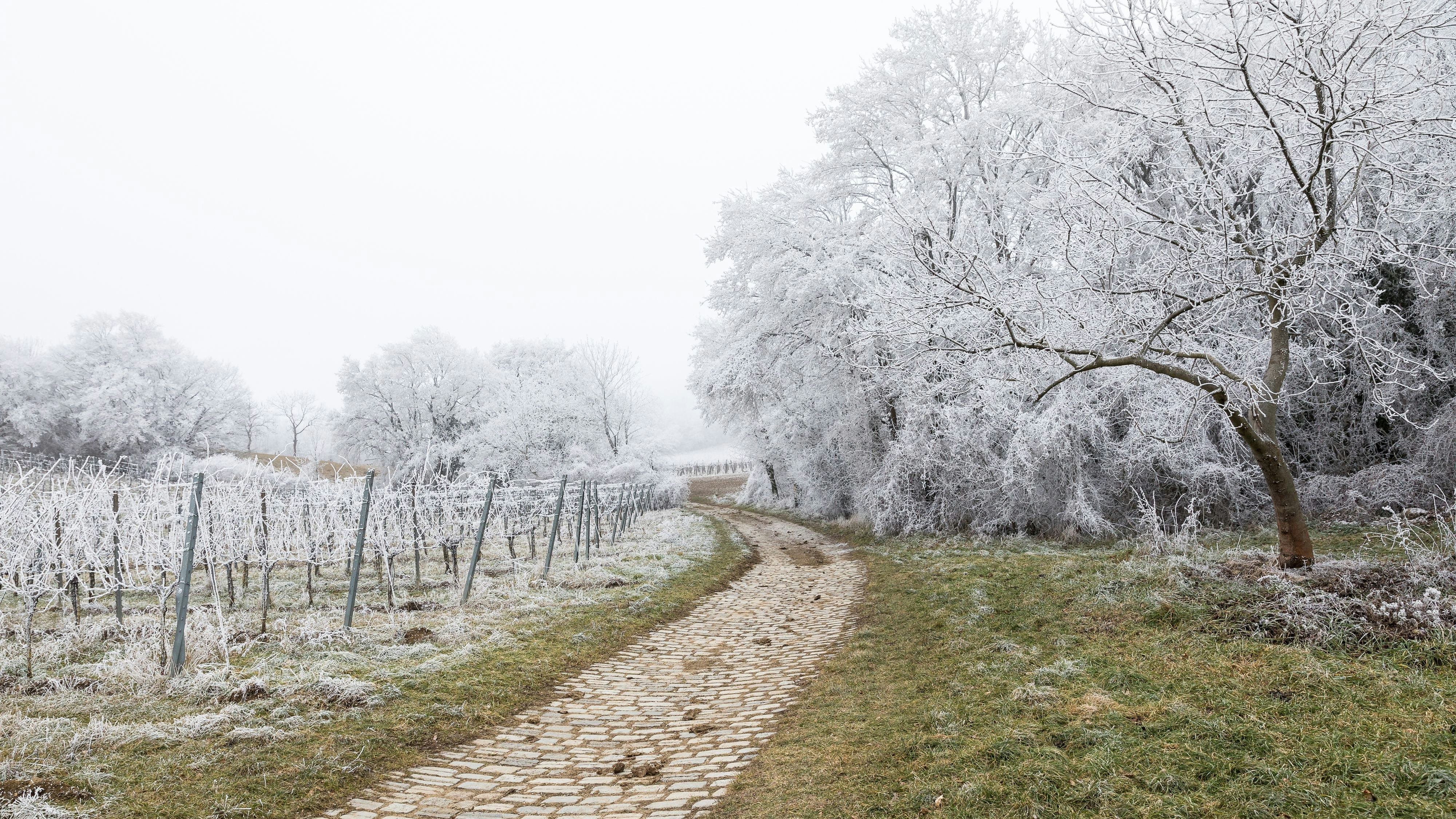 Mit Raureif bedeckte Weinreben und Bäume in Wien. Archivbild Jänner 2025