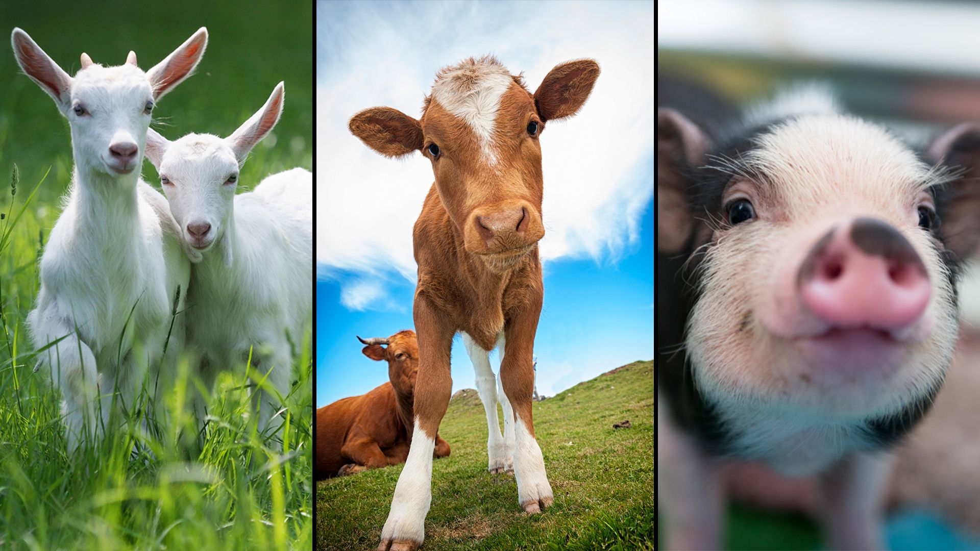 Sogenannte Klauentiere – Rinder, Schweine und Ziegen sind besonders gefährdet.