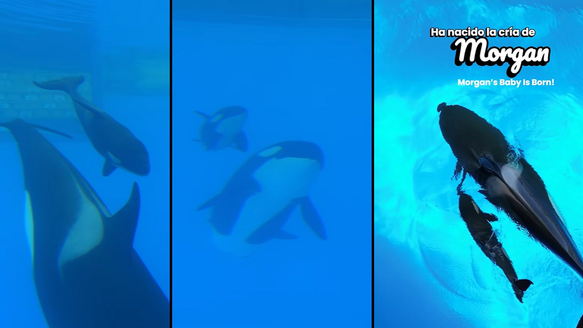 Während man sich in dem umstrittenen Tierpark über das Orca-Baby freut, springen Tierschützer im Quadrat.